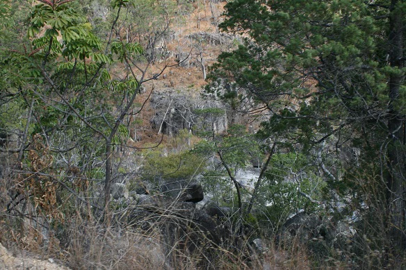 River flowing through forested area with trees and vegetation in Mount Lewis National Park