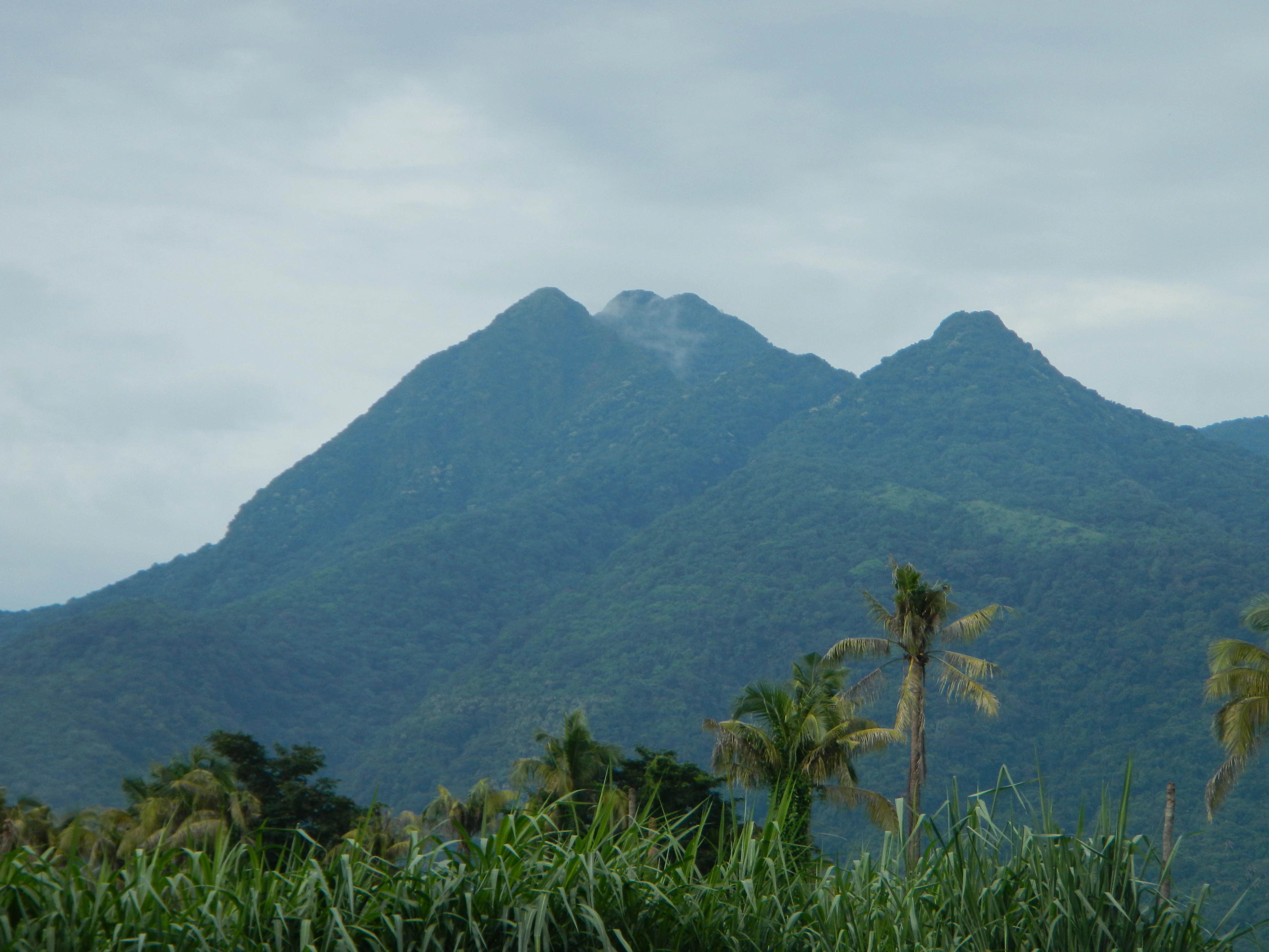 A wide, eye-level view of the verdant, rugged peaks of Mount Makiling under a cloudy sky, with tall grasses and palm trees in the foreground.