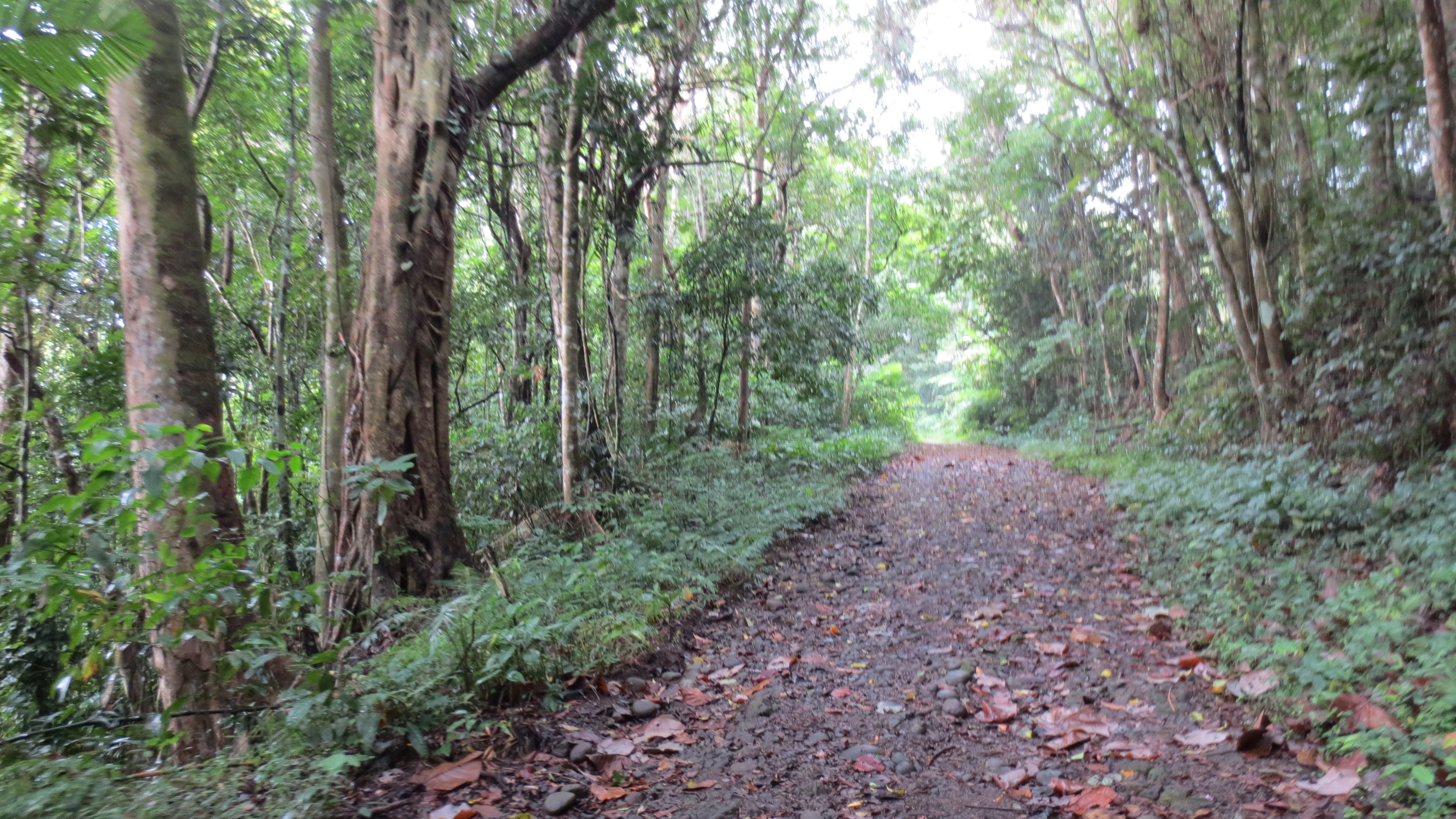 A cobblestone hiking trail path leading into a lush green forest with tall trees and thick vegetation on both sides.