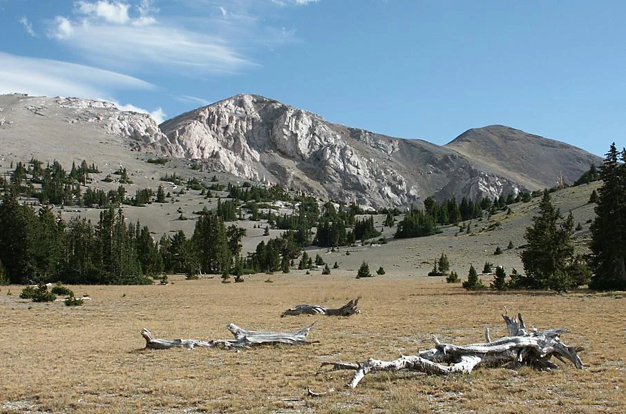 A wide landscape view of a light-colored, rocky mountain peak rising above a high-altitude meadow with scattered conifer trees and bleached fallen timber in the foreground.