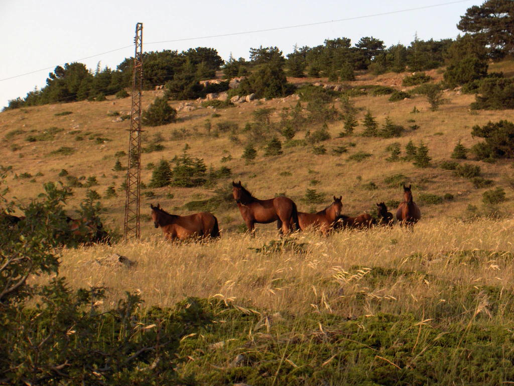 Several brown horses standing in a grassy field with scattered trees and a tall metal tower