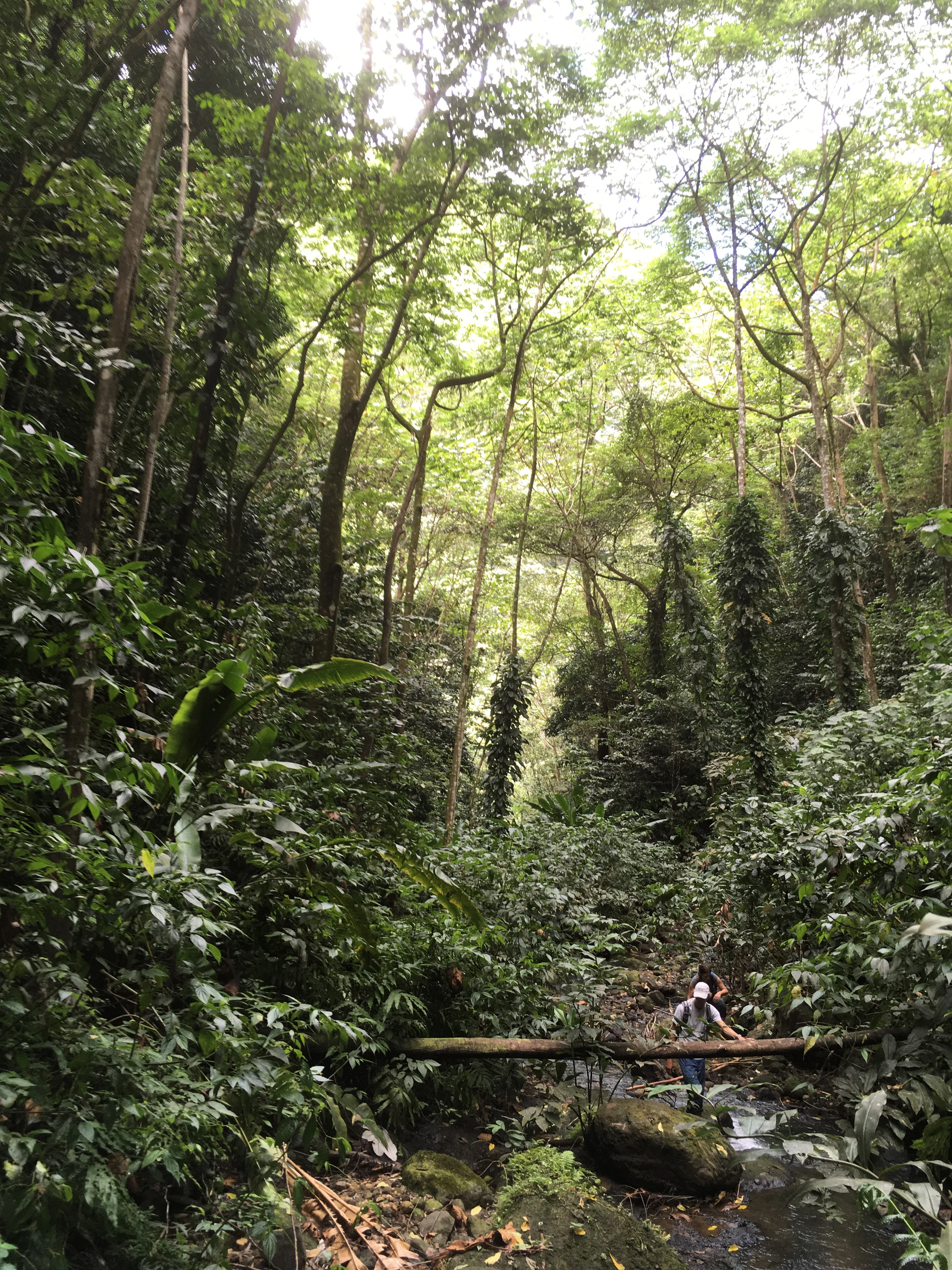 A person stands in a small, shallow stream winding through a dense tropical rainforest, with tall trees and thick vegetation overhead.