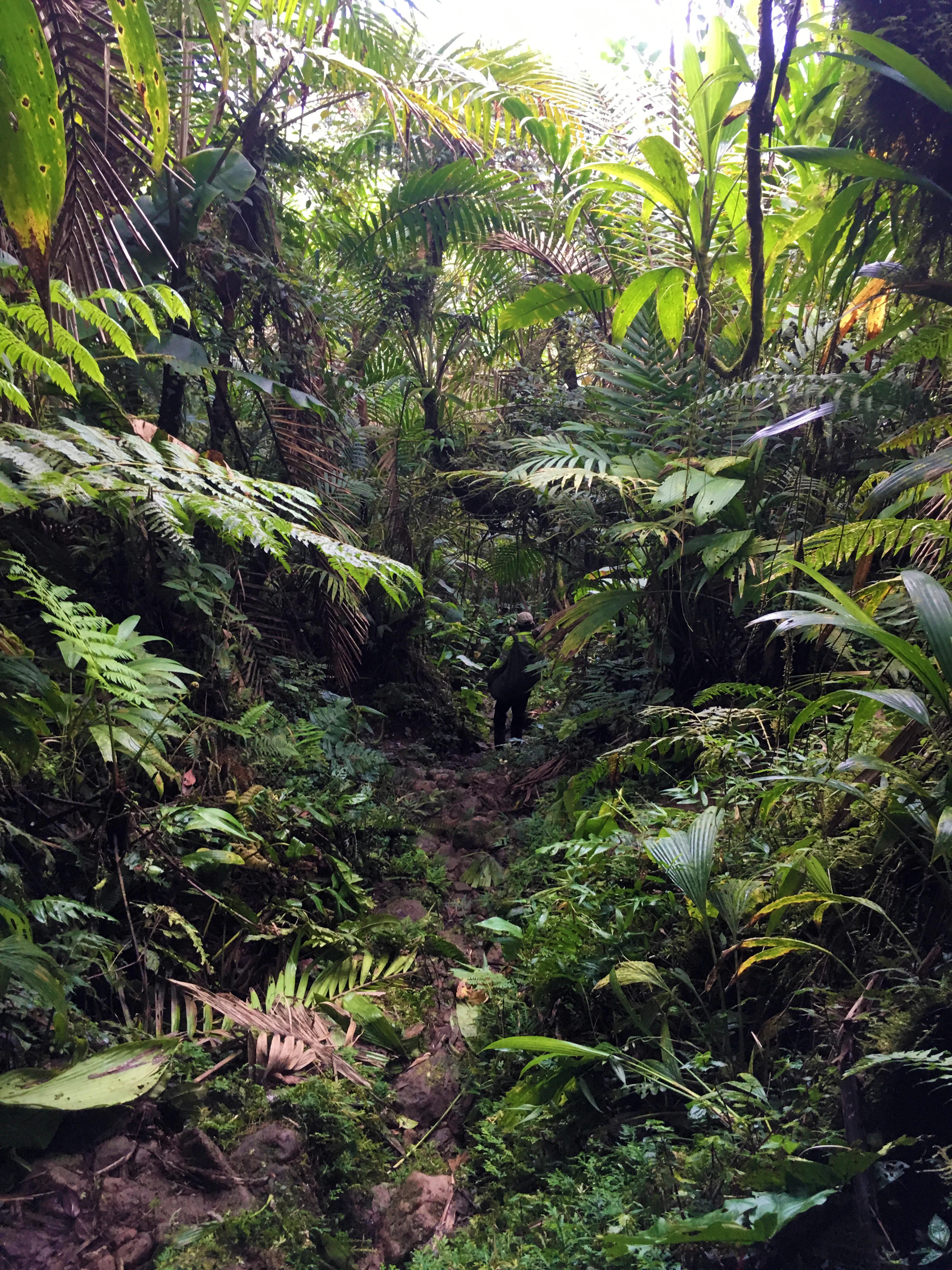 A narrow dirt trail winding through a dense tropical rainforest with lush ferns and palm trees, with a hiker standing in the midground.