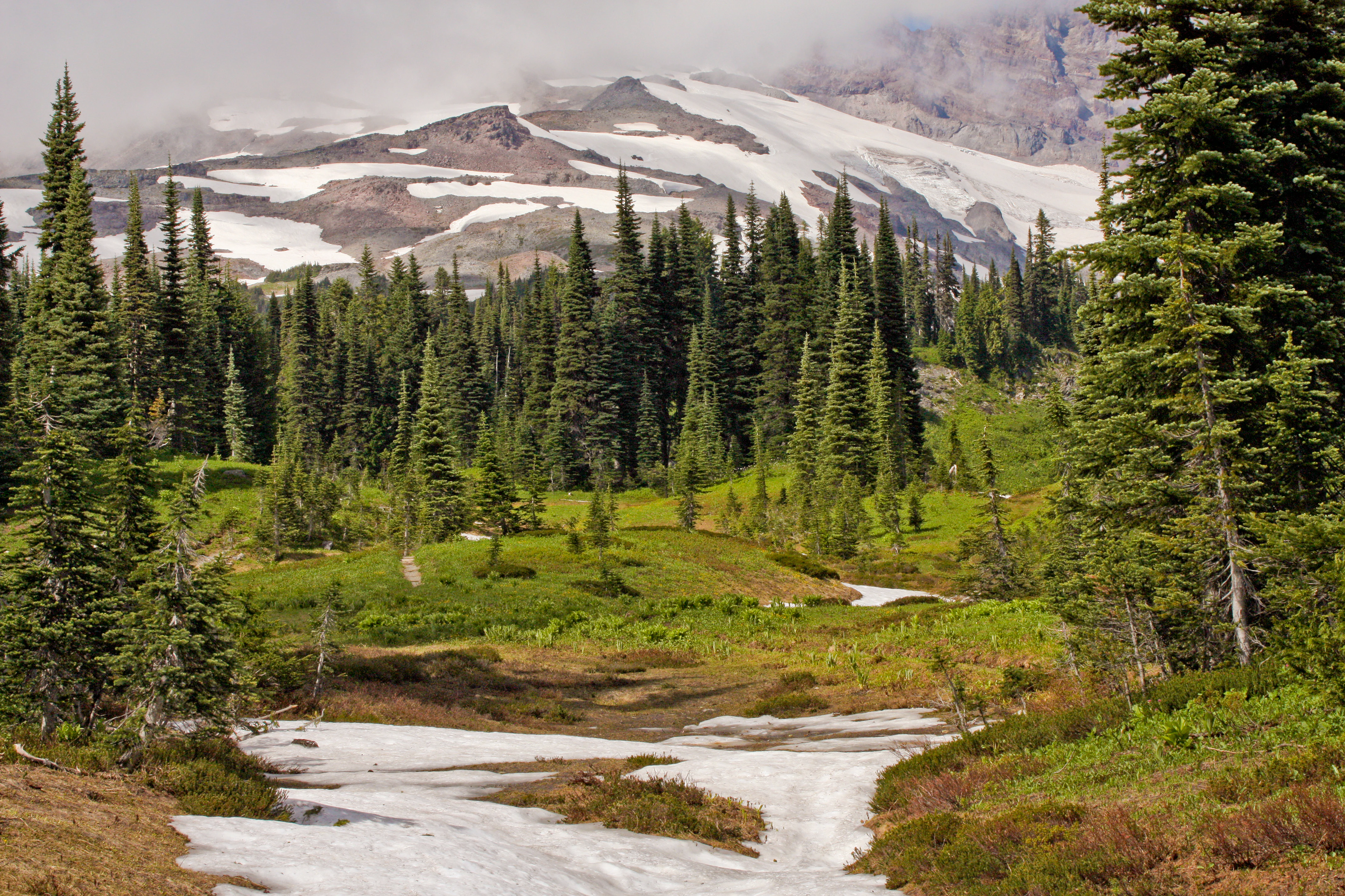 A high-altitude landscape view featuring patches of snow in the foreground, a dense forest of subalpine fir trees in the midground, and a large snow-covered mountain slope under cloudy skies in the background.