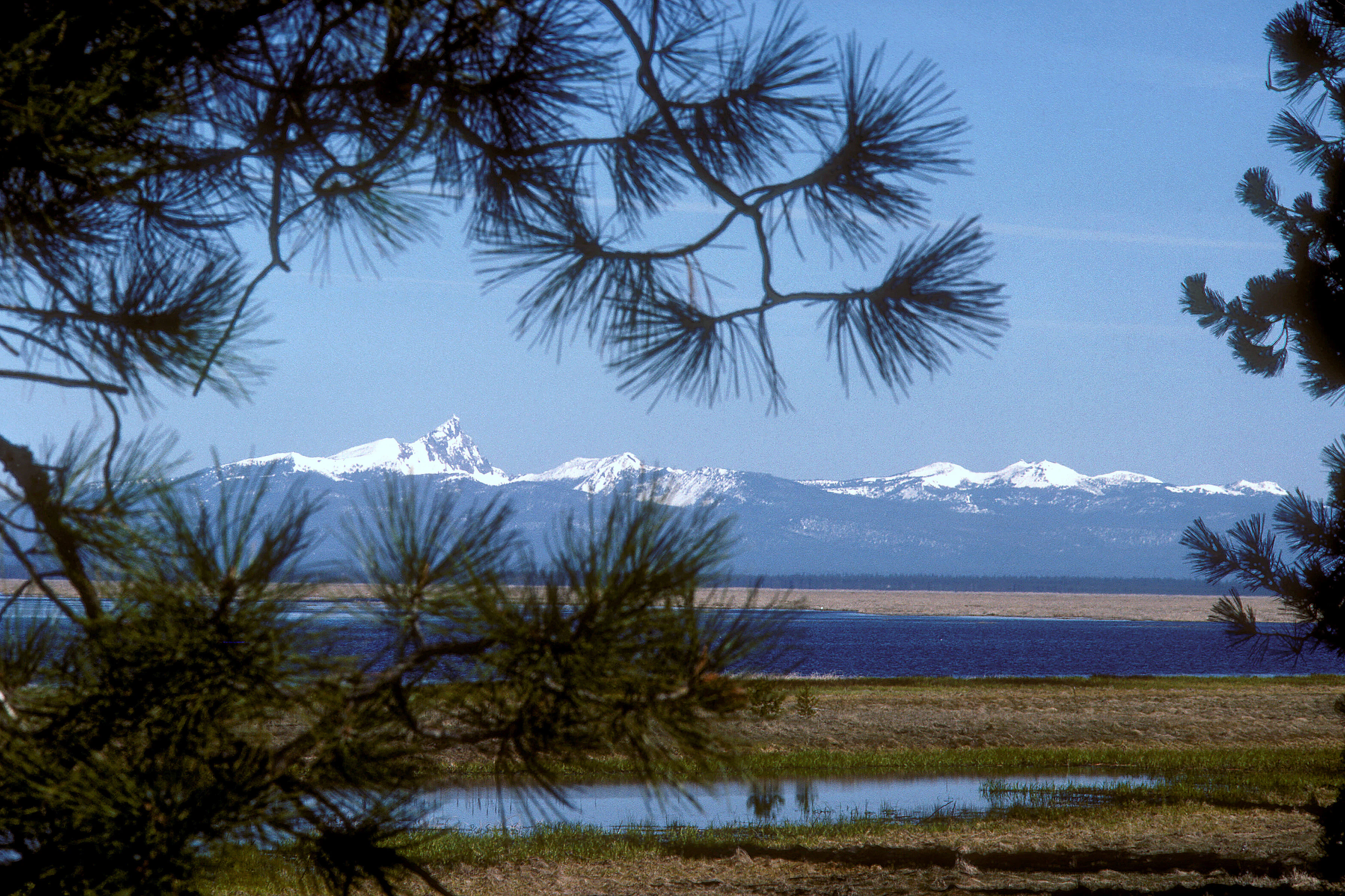 A distant, snow-covered volcanic mountain peak rises above a flat marshland, viewed through the silhouette of pine tree branches in the foreground.