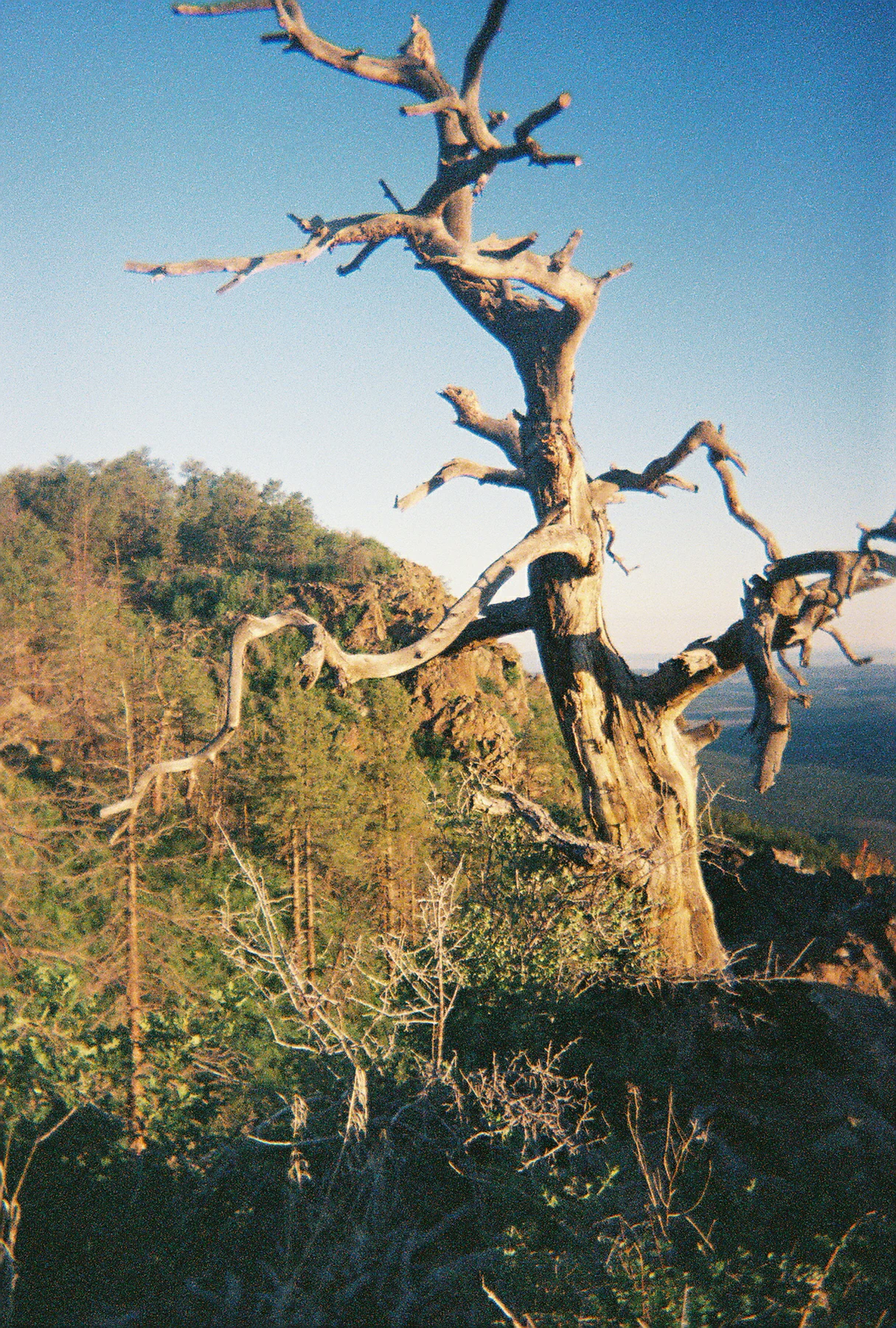 A gnarled, leafless, dead tree occupies the foreground against a clear blue sky, overlooking a wooded hillside.