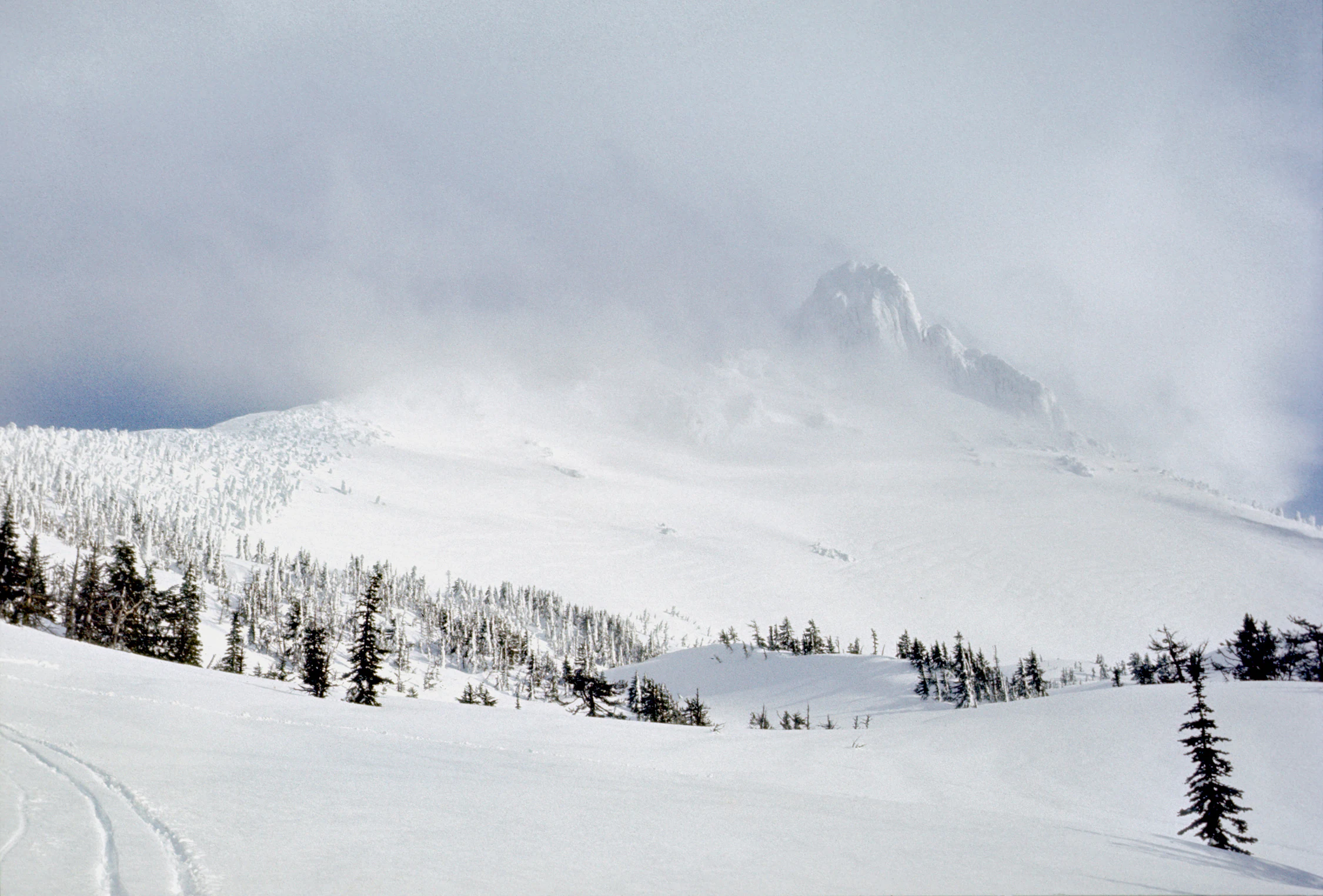 A snowy, misty mountain landscape in the Cascade Range with a foreground of snow-dusted coniferous trees and ski tracks.