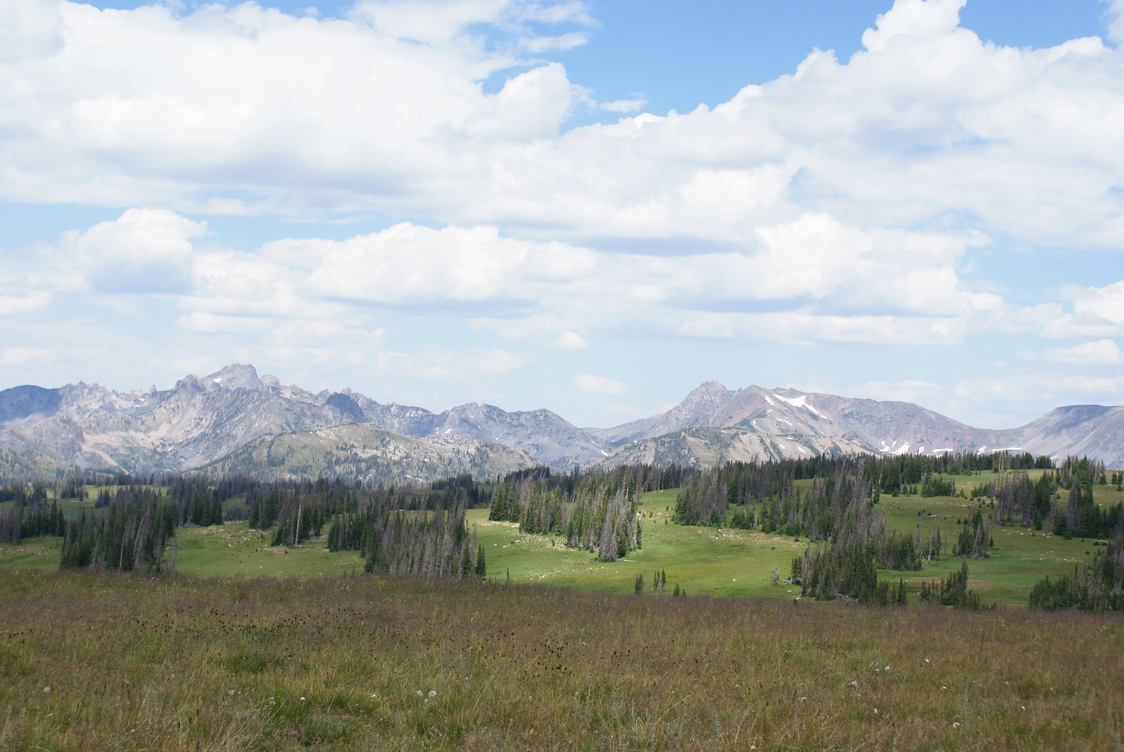 A vast alpine landscape featuring jagged mountain peaks under a sky with scattered white clouds, looking over a foreground of open meadow and scattered conifer trees.
