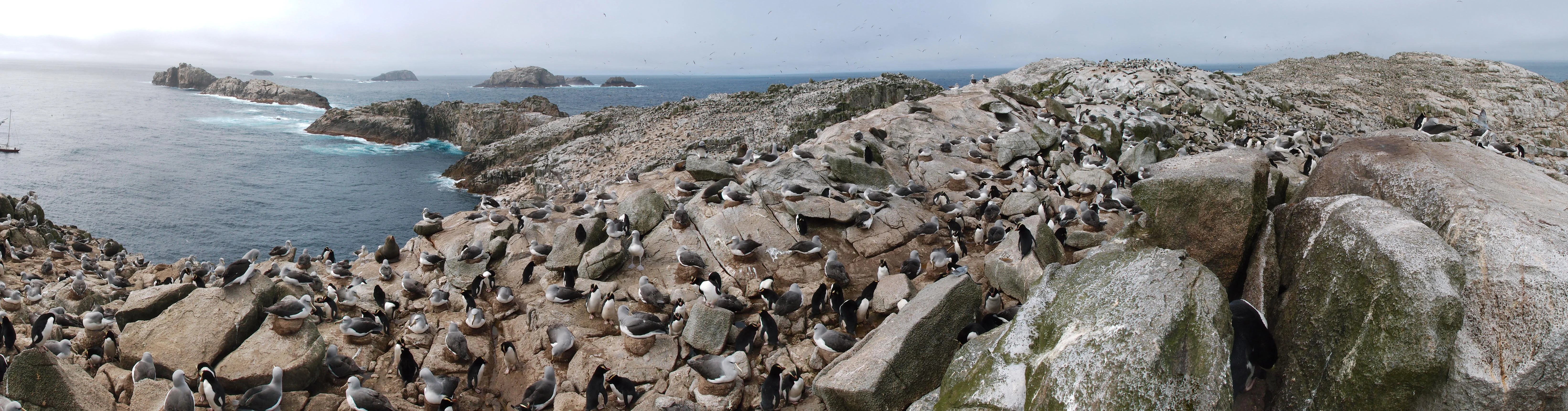 A panoramic photograph of a rocky island covered in thousands of seabirds and seals, with ocean waves crashing against smaller rocky outcrops in the distance.
