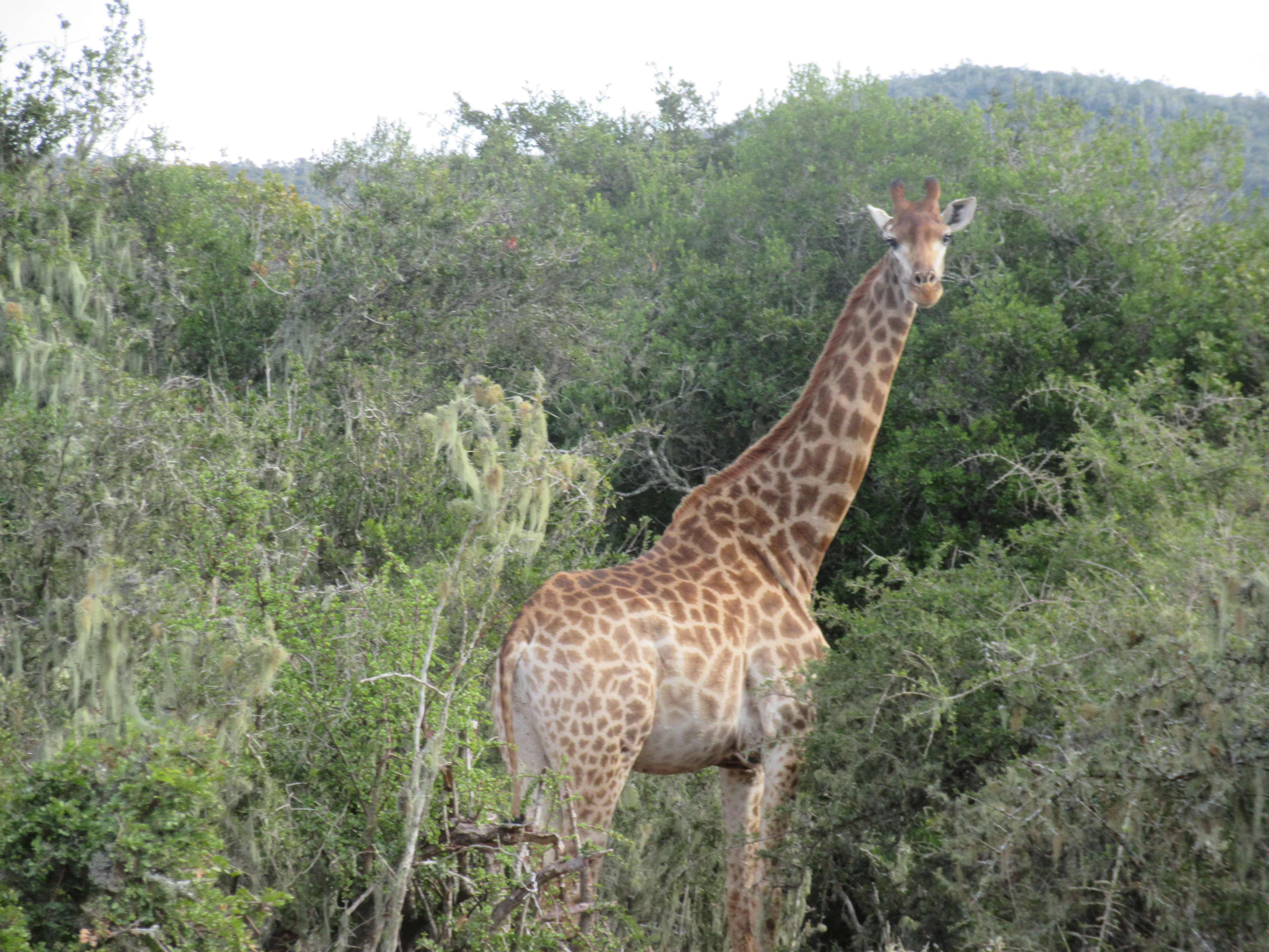 A giraffe standing in dense, green bushveld with a hilly landscape in the background.