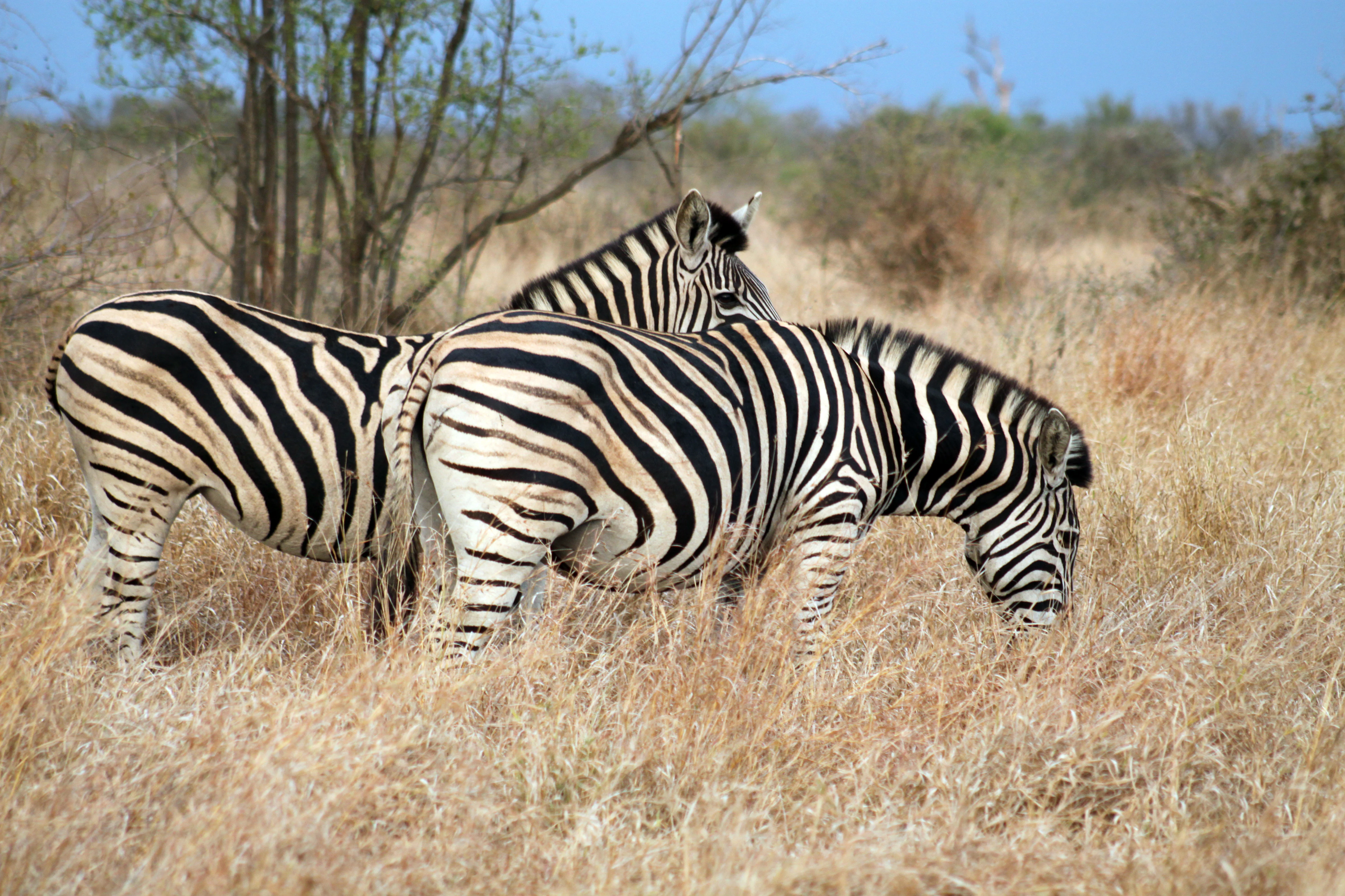 Two Burchell's zebras standing in tall, dry golden grass, viewed from the side while grazing.