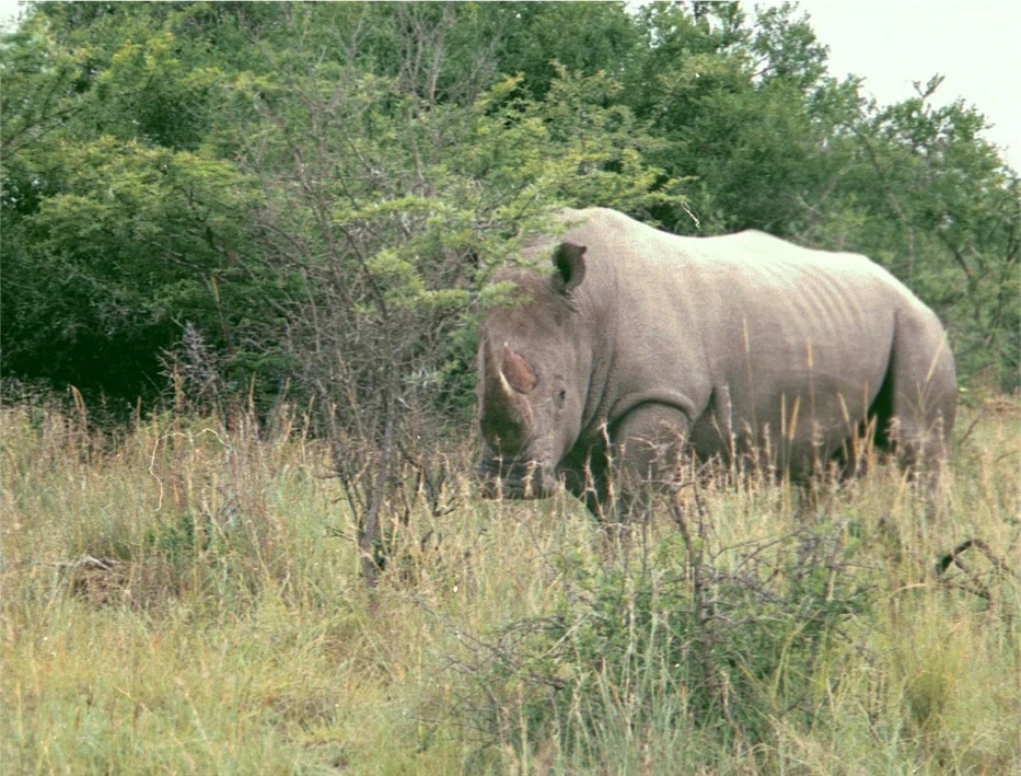 A white rhinoceros standing in tall grassy savanna vegetation with shrubs and trees in the background.