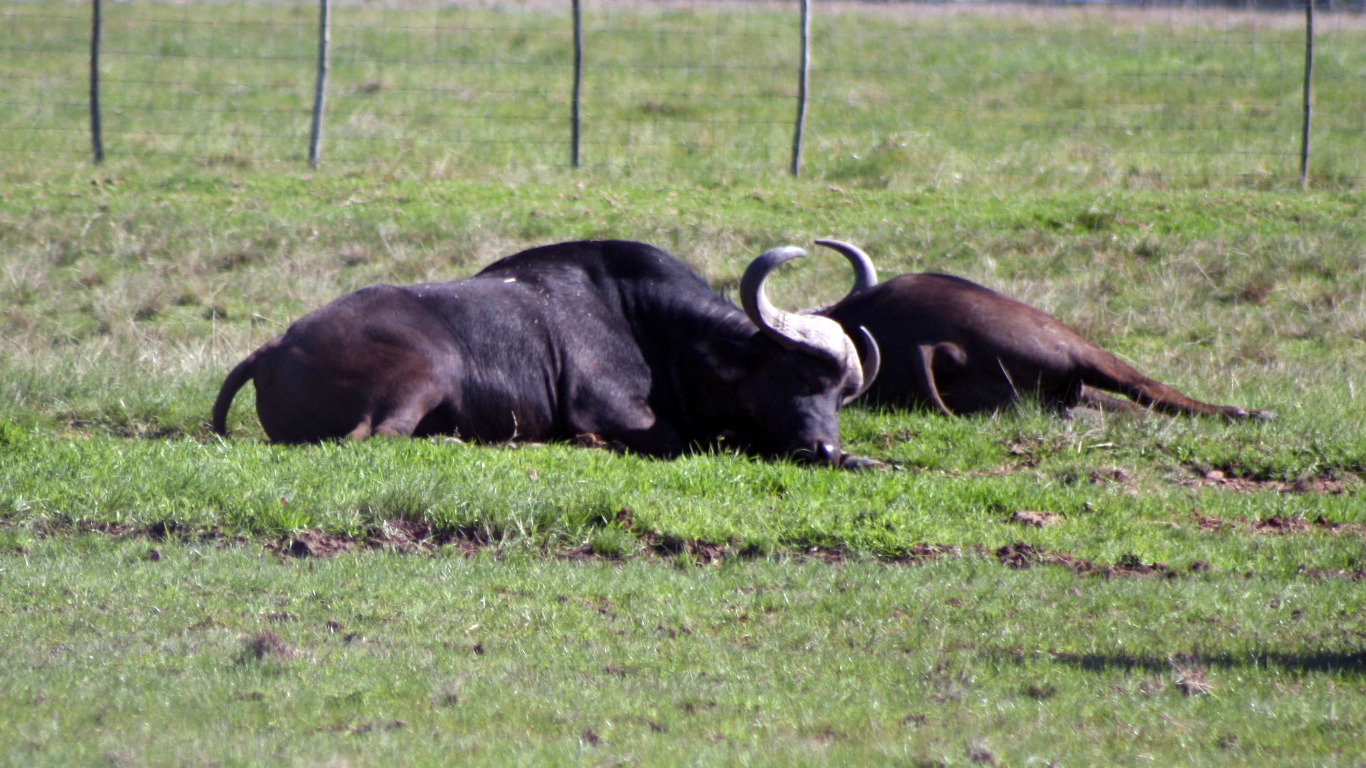 Two dark-colored Cape buffalo lying down in a green meadow with a wire fence visible in the background.