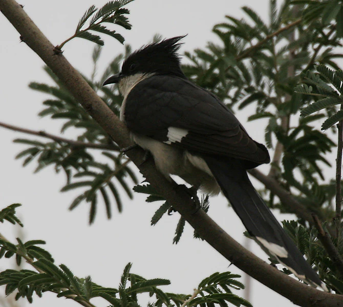 Un ave del género "Cuculus" de plumaje blanco y negro posada sobre la rama de un árbol con hojas verdes