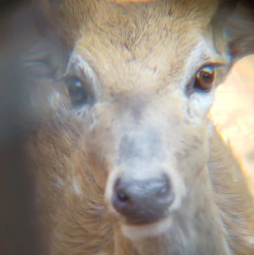 Vista de cerca de la cara de un ciervo chital con ojos marrones y pelaje marrón claro