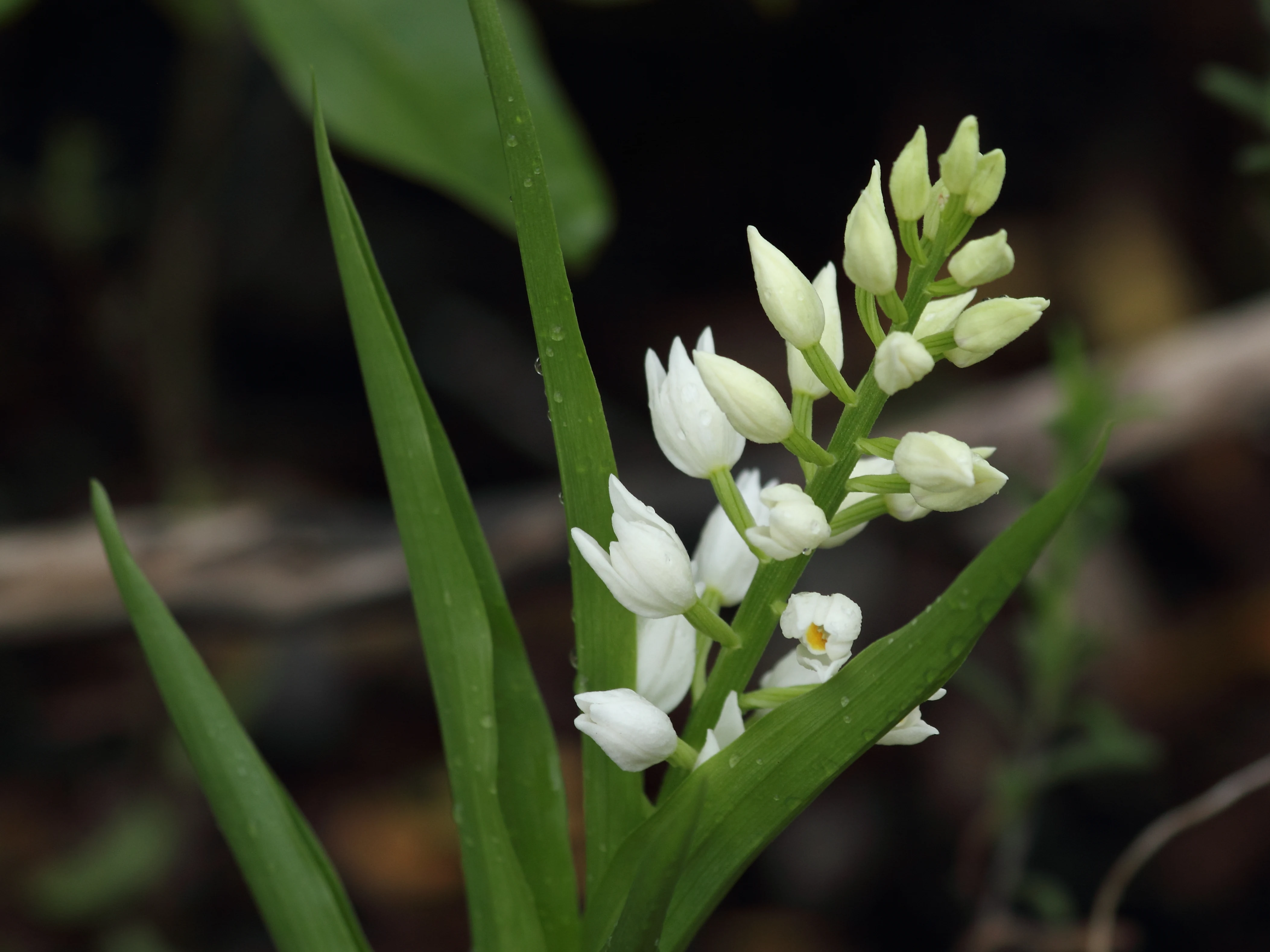 Close-up of a white-flowered orchid, the narrow-leaved helleborine, showing its distinctive upright spike of blossoms and long, slender green leaves against a blurred natural background.