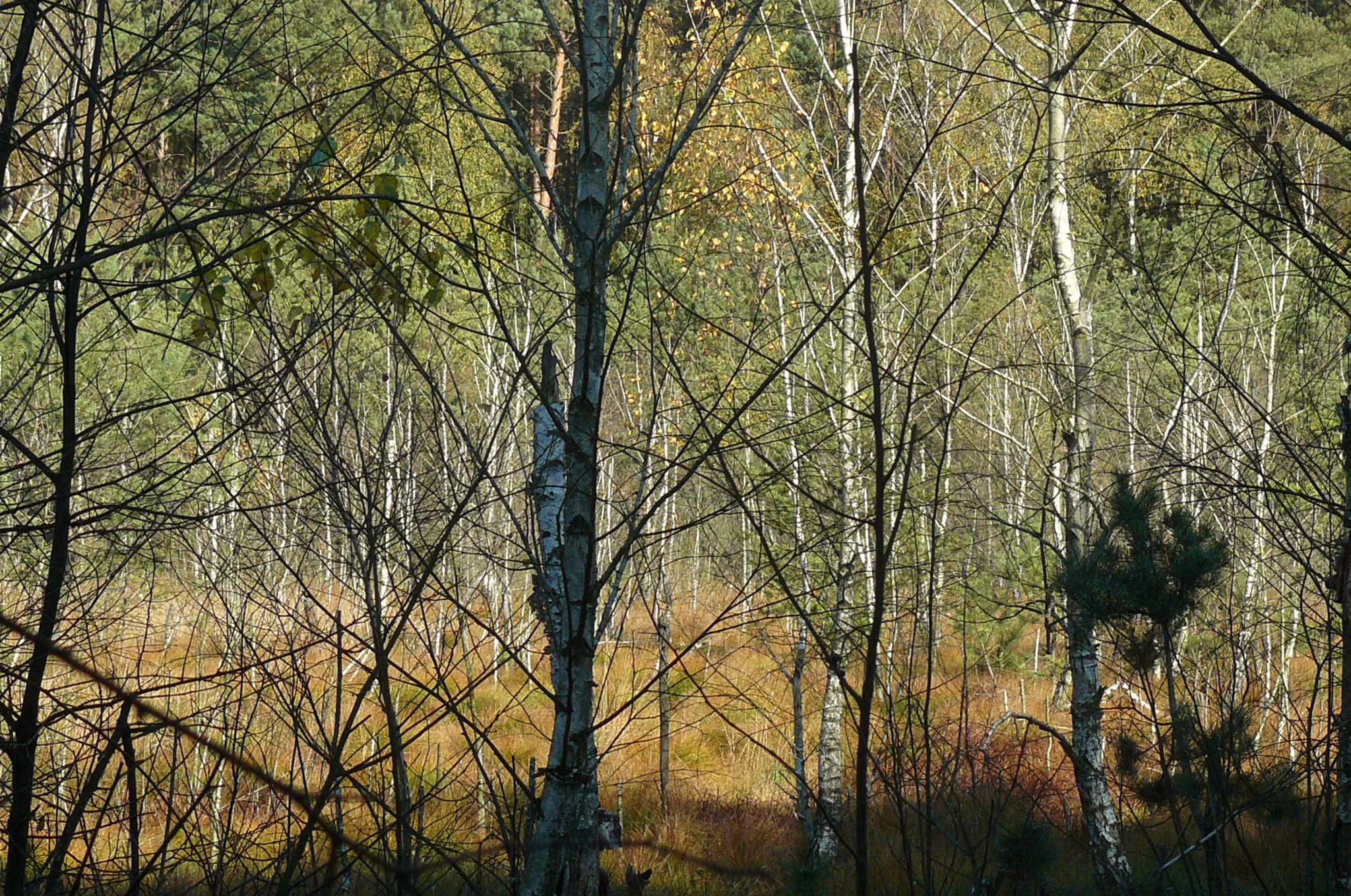 A view through dense foreground branches of white-barked birch trees into a sunlit marshy area with golden-brown vegetation and background pine trees.