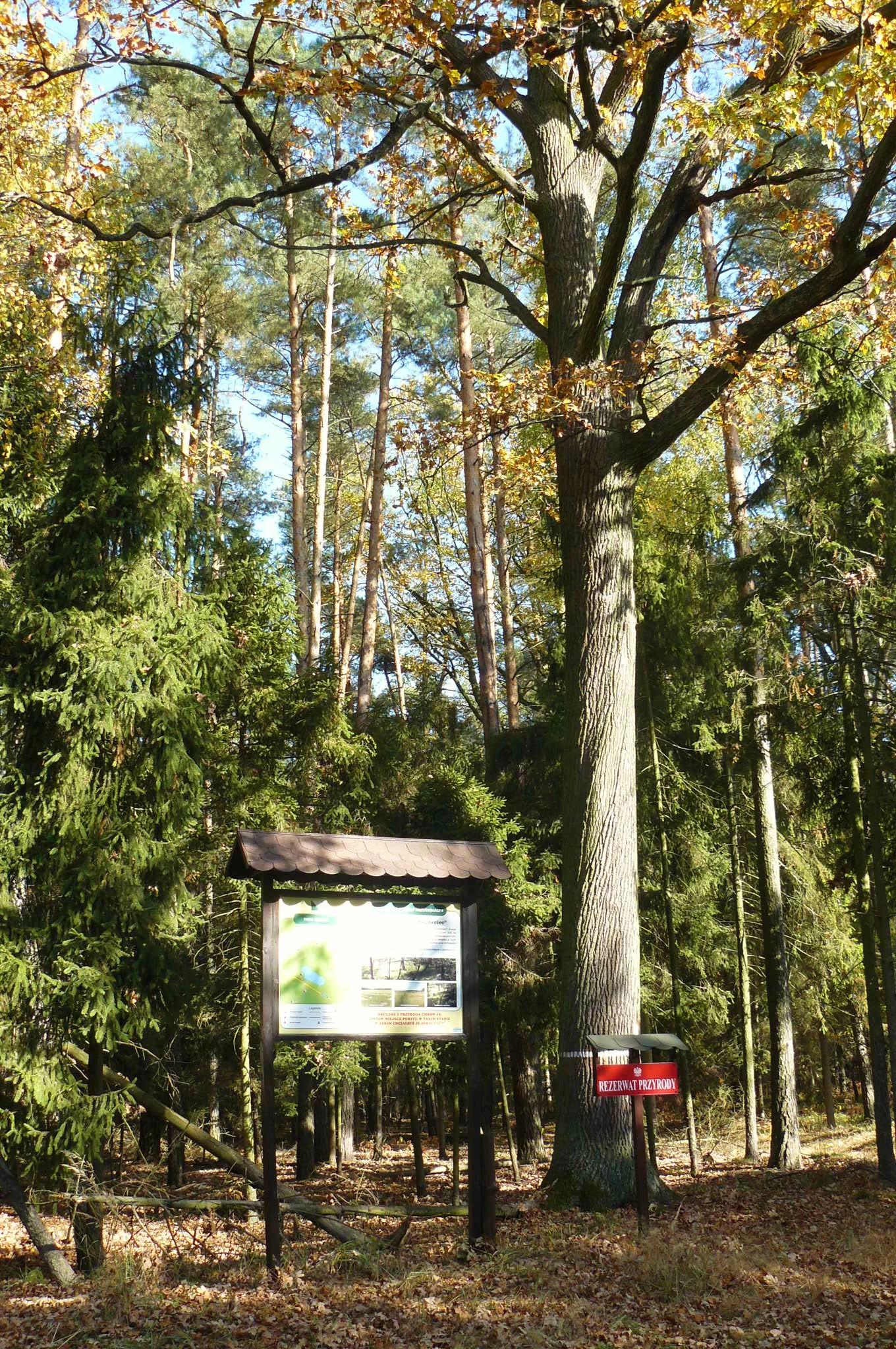 A forest clearing with an information board under a brown roof and a small red sign labeled REZERWAT PRZYRODY, set against a background of tall pine and deciduous trees in autumn.
