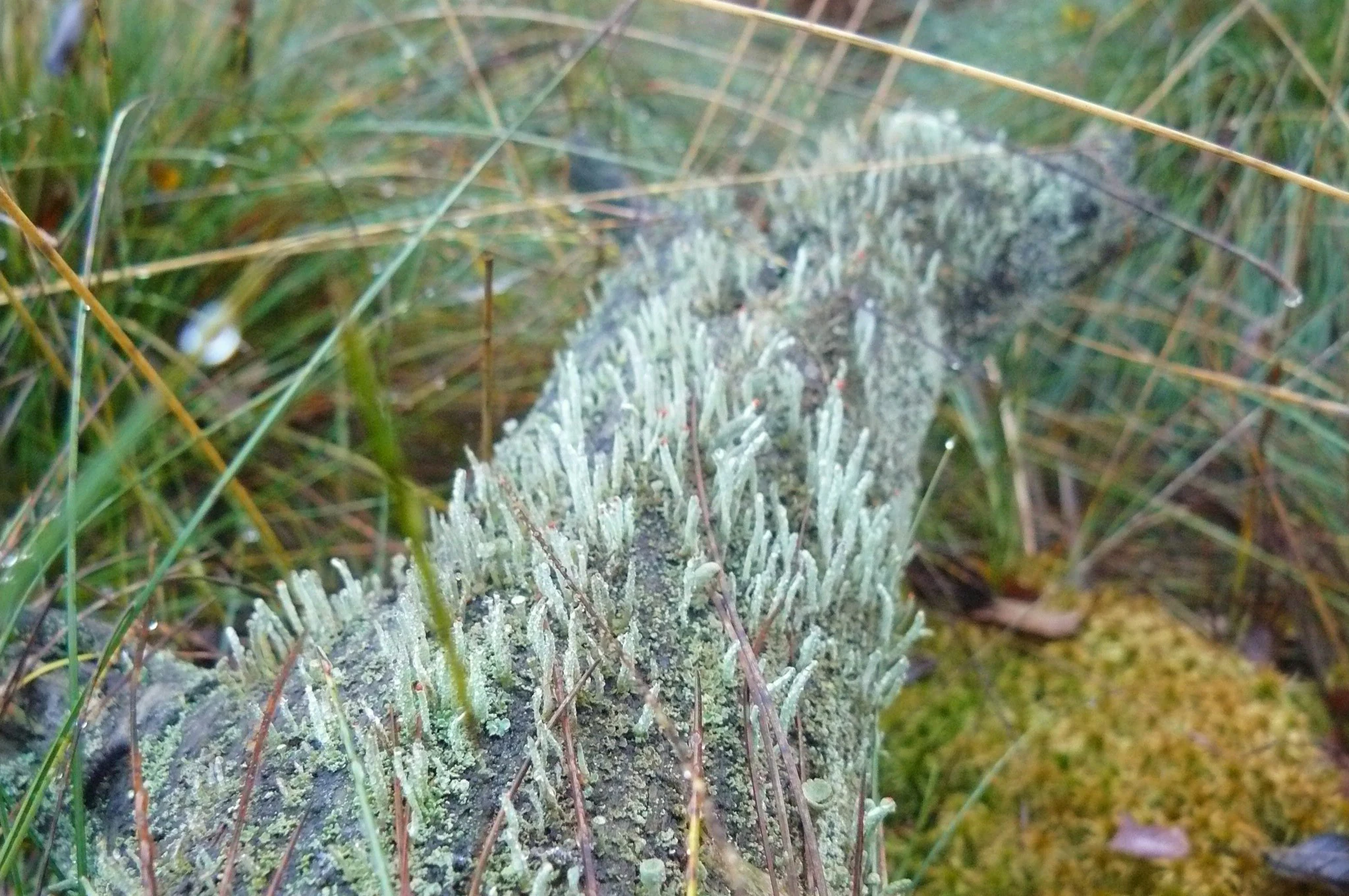 A close up view of a decaying log covered in pale, finger-like lichen surrounded by wetland grasses and moss.