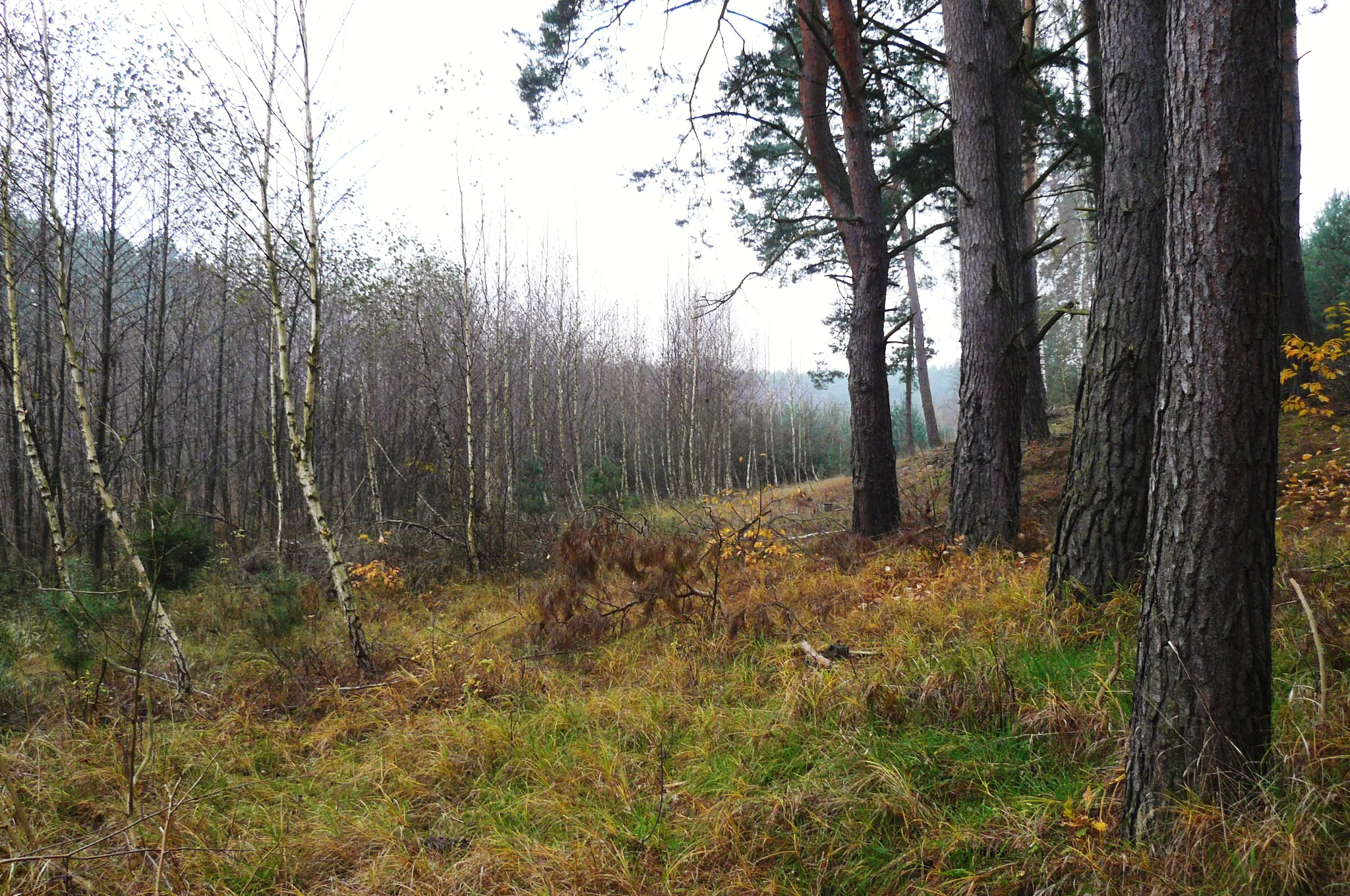 A forest edge landscape featuring tall pine trees on the right and a dense stand of slender deciduous trees on the left, with autumn-colored grasses and undergrowth in the foreground.
