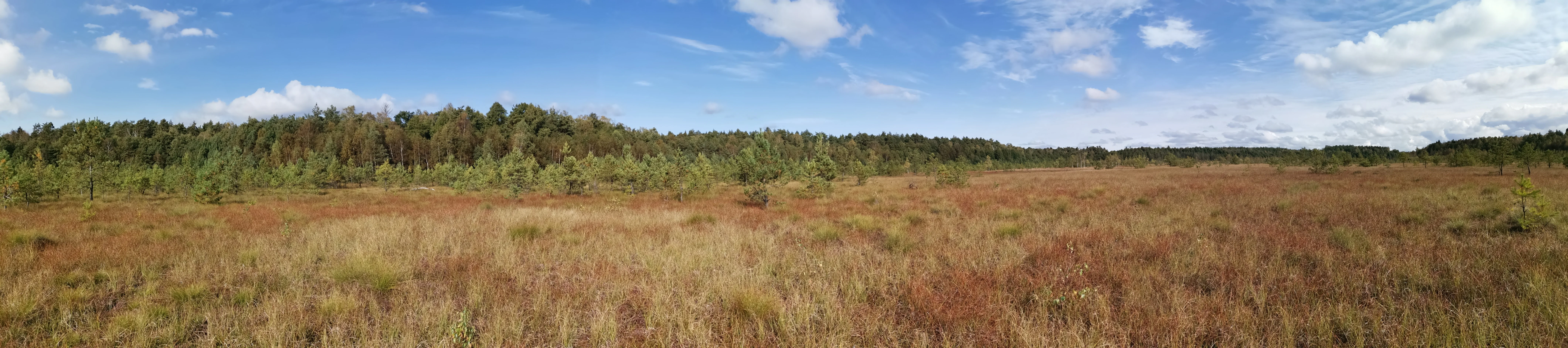 Wide panoramic landscape of a flat, grassy, and bushy peat bog with a forest line in the background under a blue sky with scattered clouds.