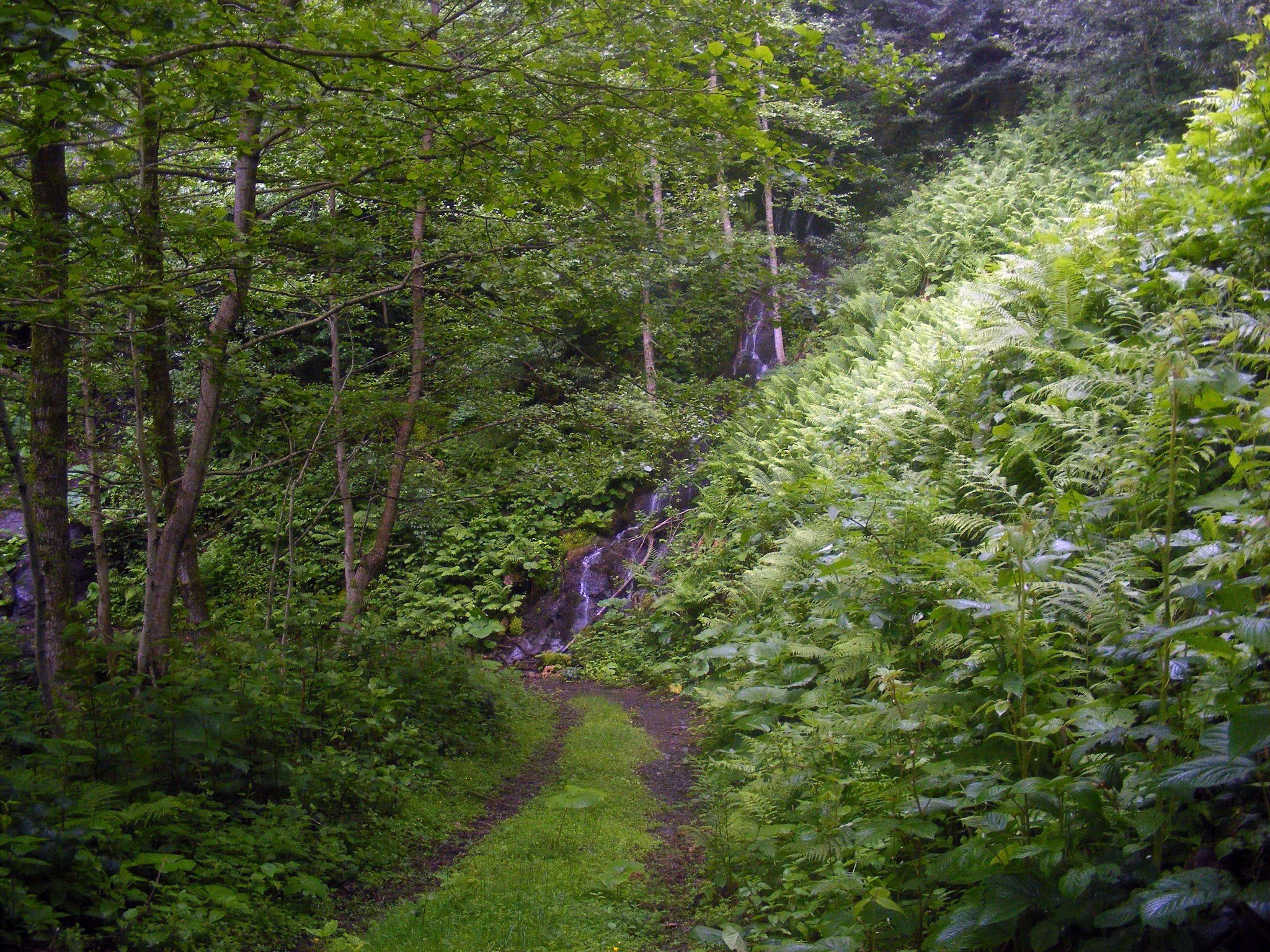 Narrow dirt path through lush green forest with a small waterfall cascading through trees in the background.