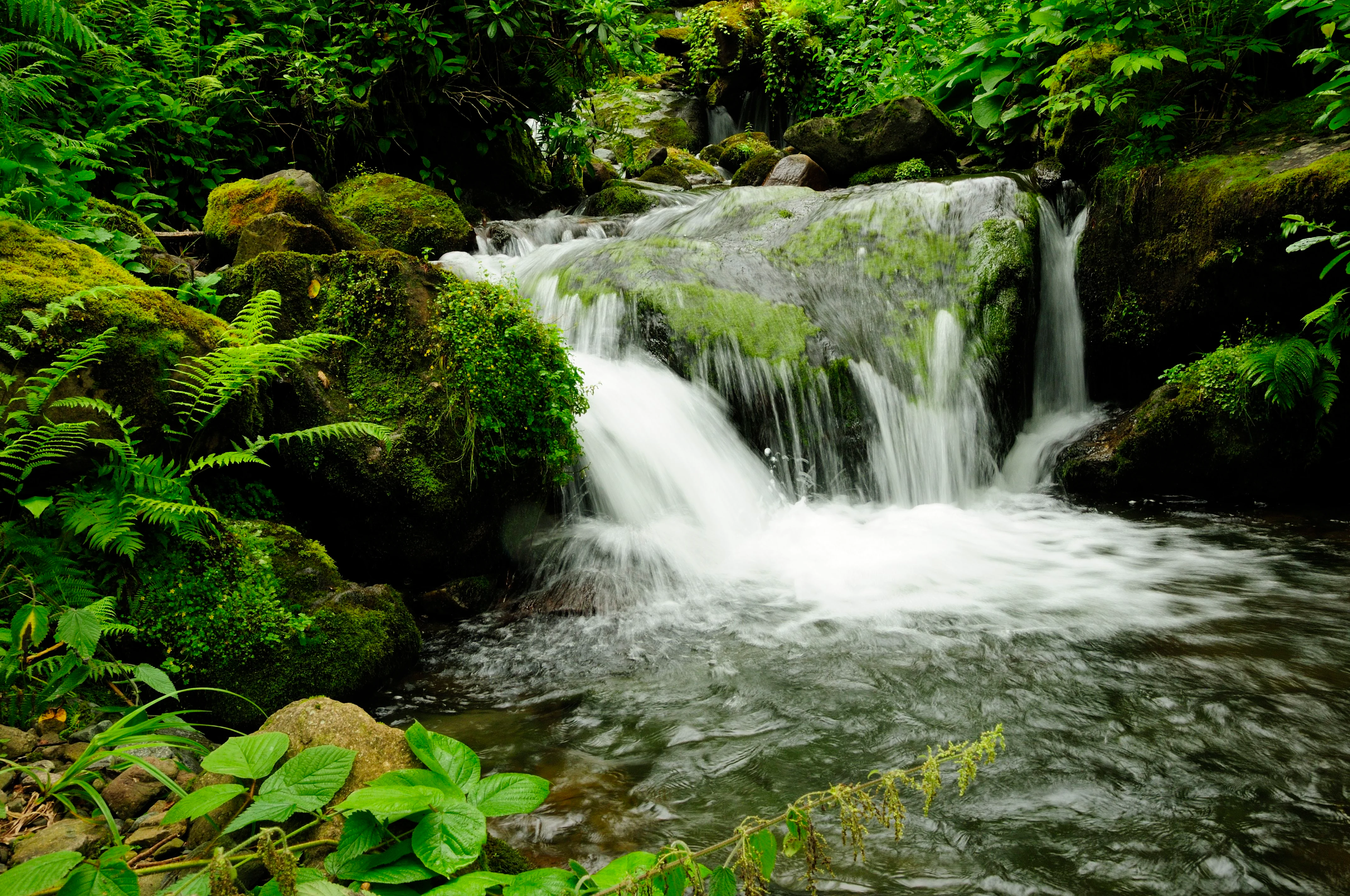 Waterfall flowing over mossy rocks surrounded by dense green ferns and vegetation