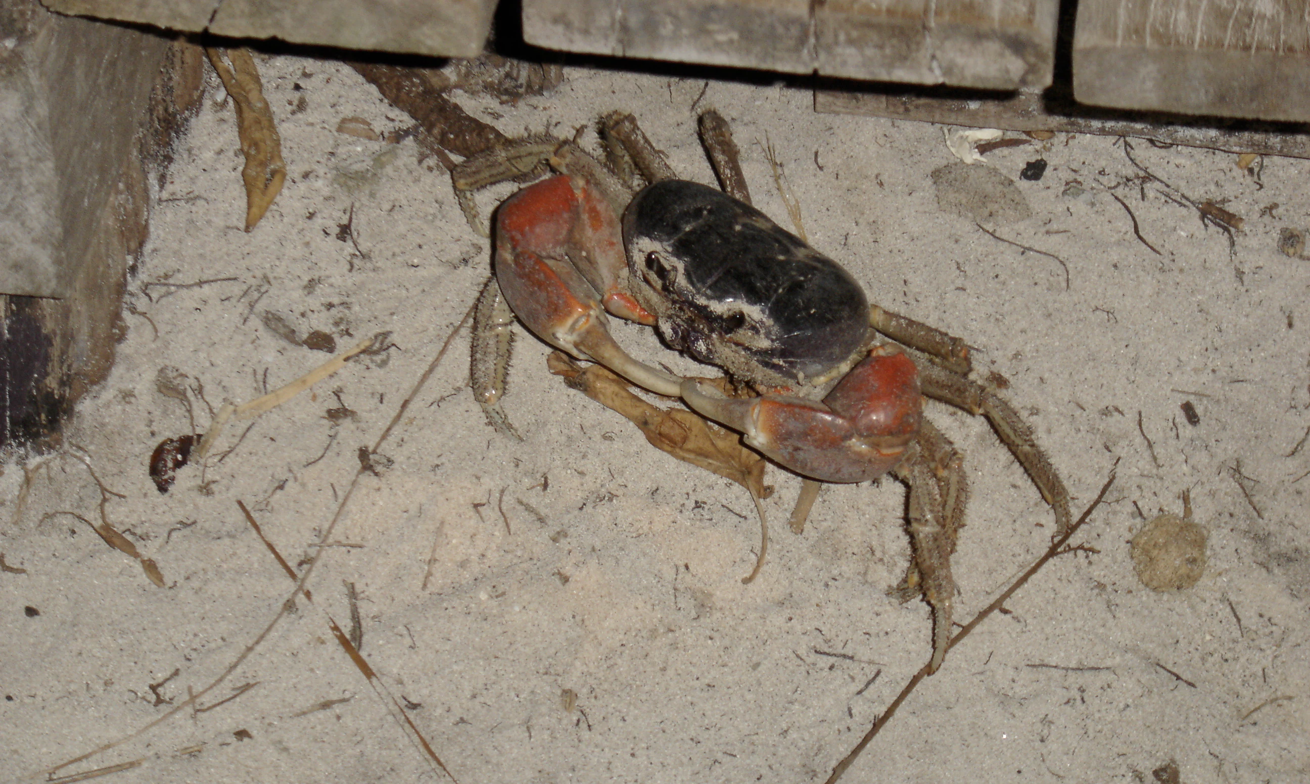 A crab with reddish legs and dark body on sandy ground near wooden planks