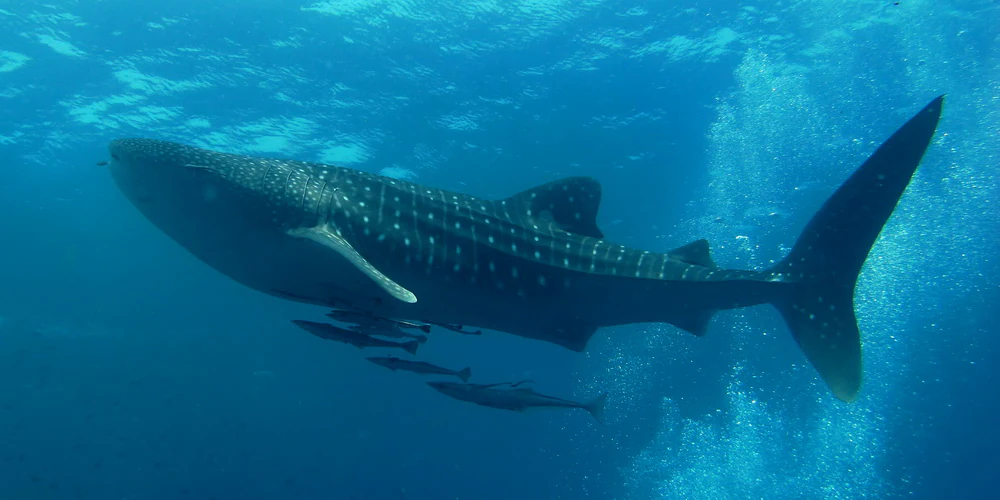 Whale shark with spotted pattern swimming in clear blue water with small fish and rising bubbles.