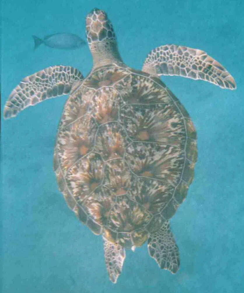 Hawksbill sea turtle with patterned shell swimming in turquoise water, accompanied by a small fish