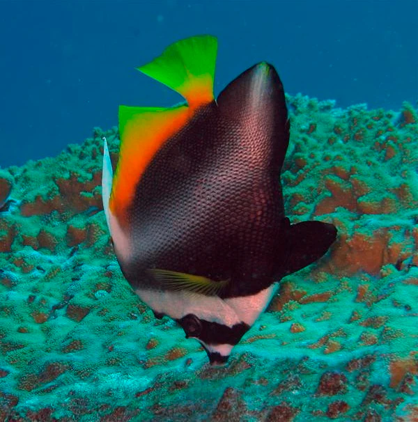 Colorful fish with black, white, orange, and green markings swimming near coral reef