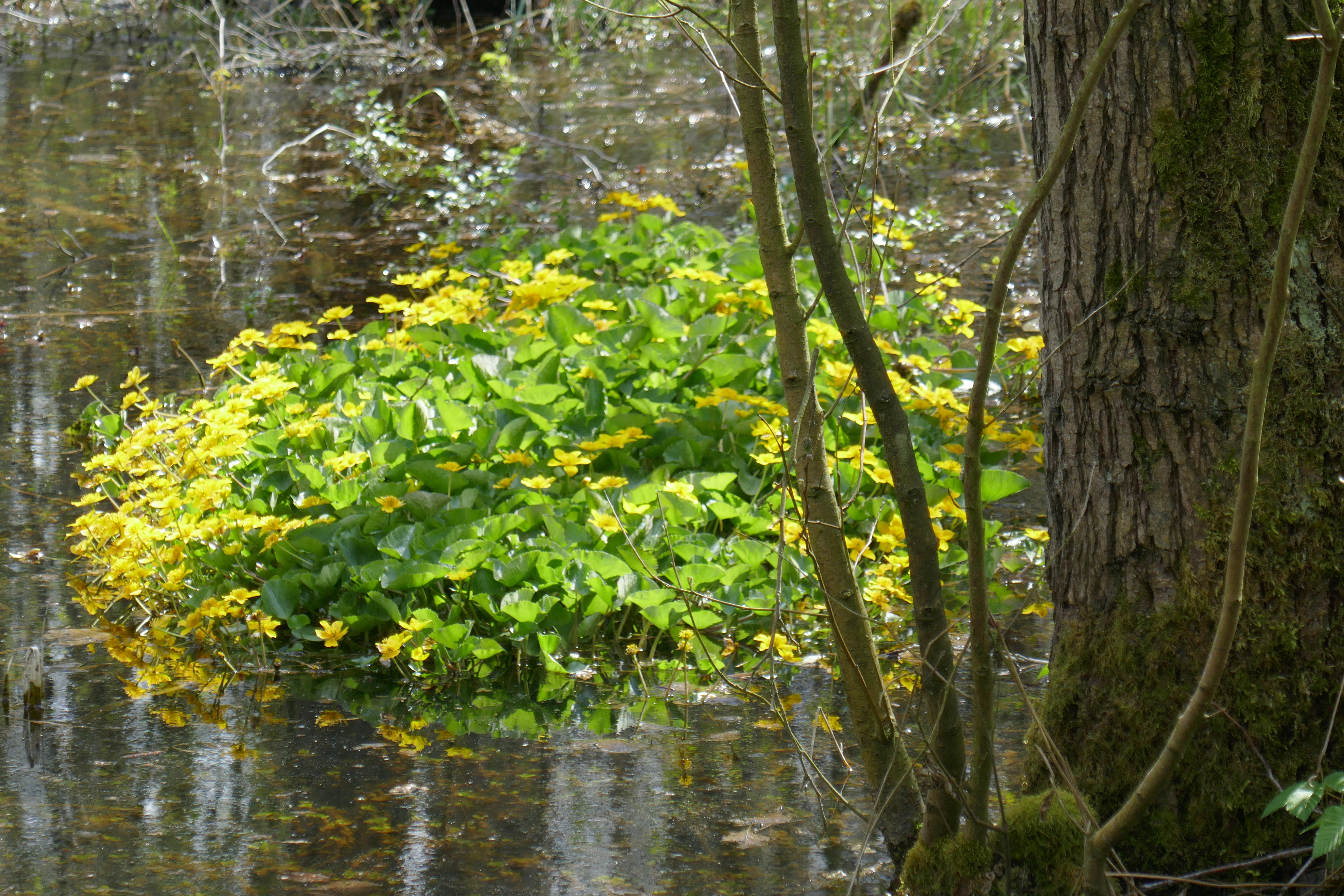 A cluster of vibrant yellow marsh marigold flowers growing in shallow dark water at the base of a tree in a wetland area.