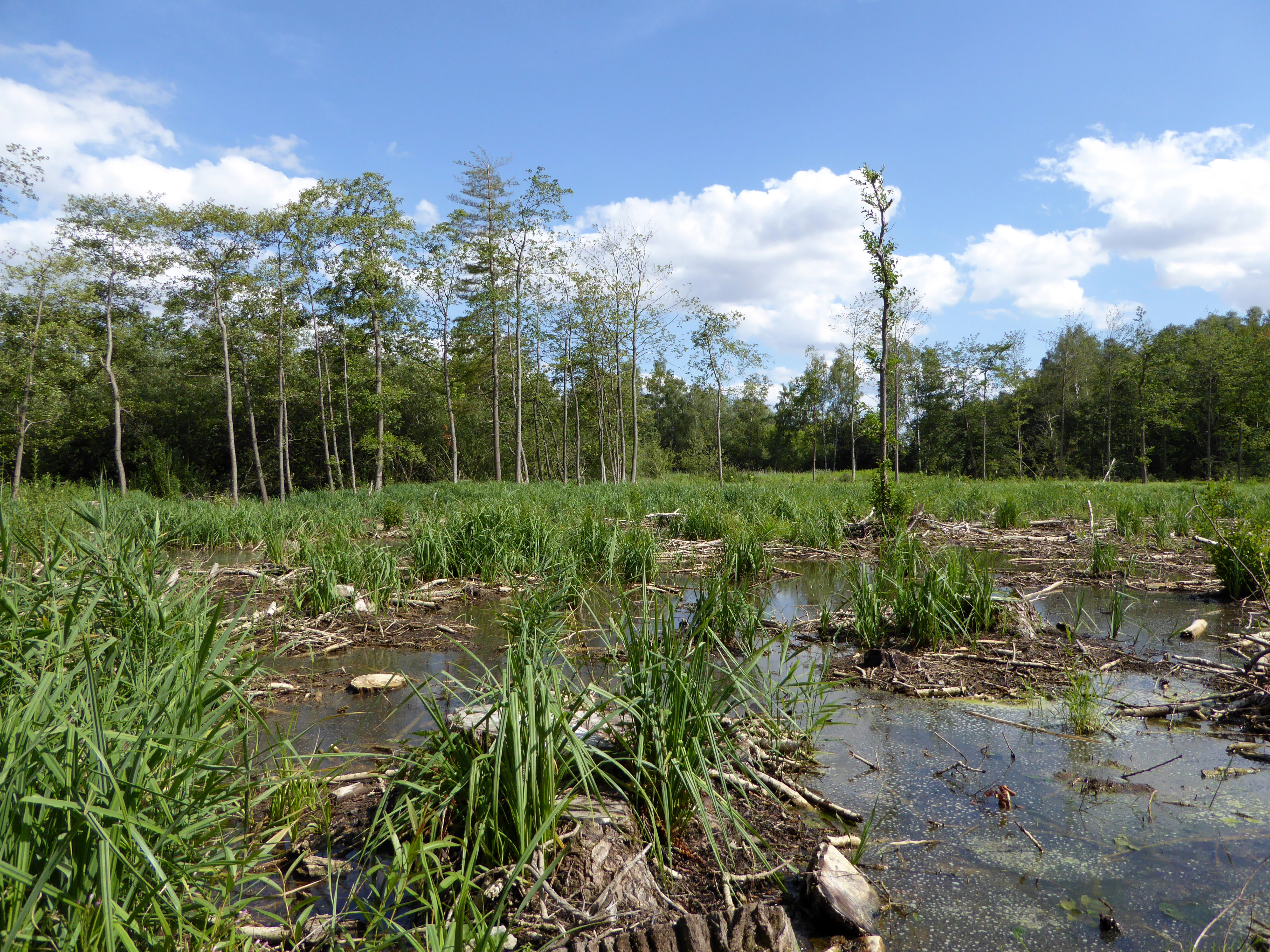 A lowland moor landscape featuring shallow pools of water, patches of grasses, and a background line of deciduous trees under a blue sky.
