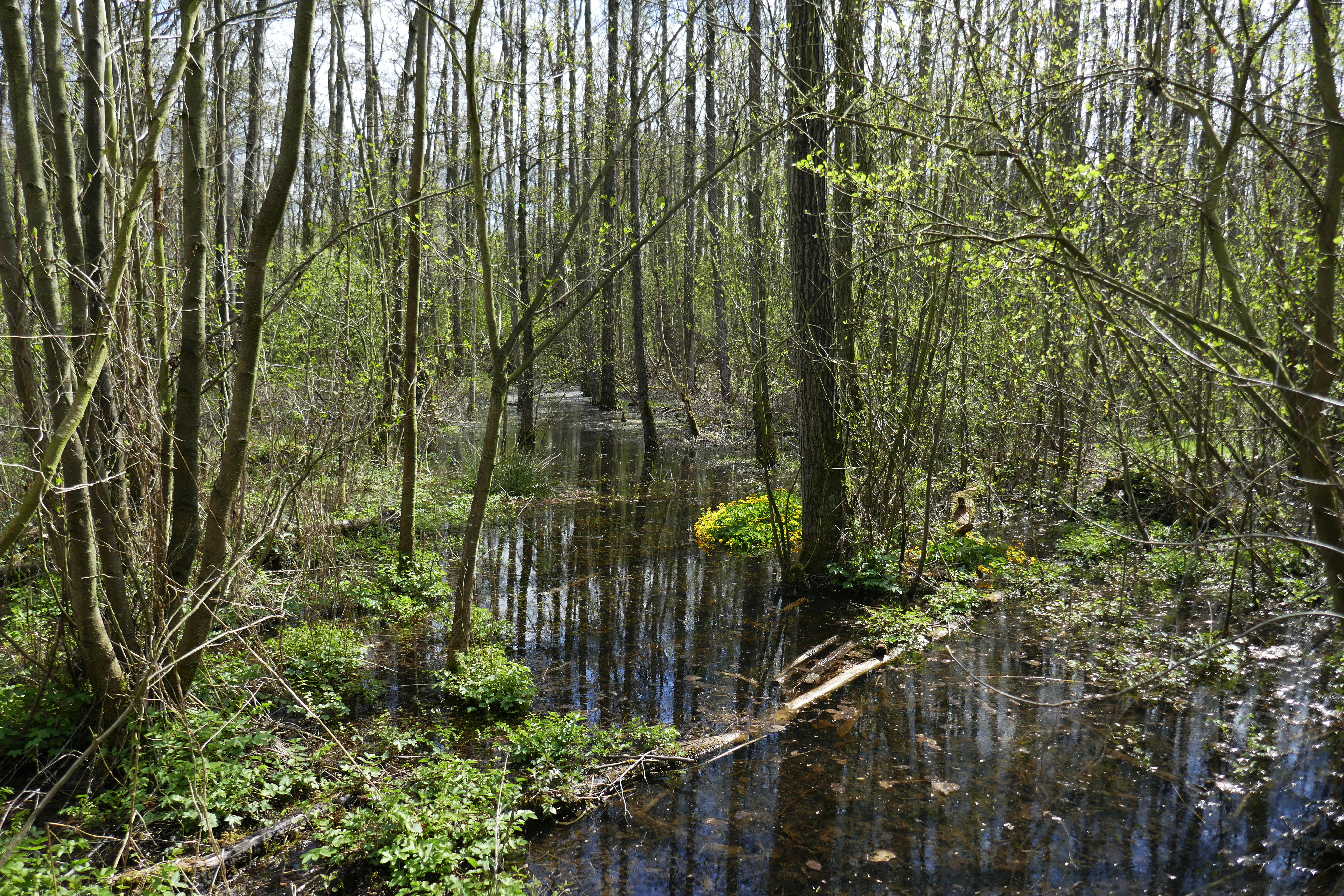 A swampy woodland scene with thin, tall trees growing out of still, dark water, with patches of bright green vegetation and yellow flowers visible at the base.