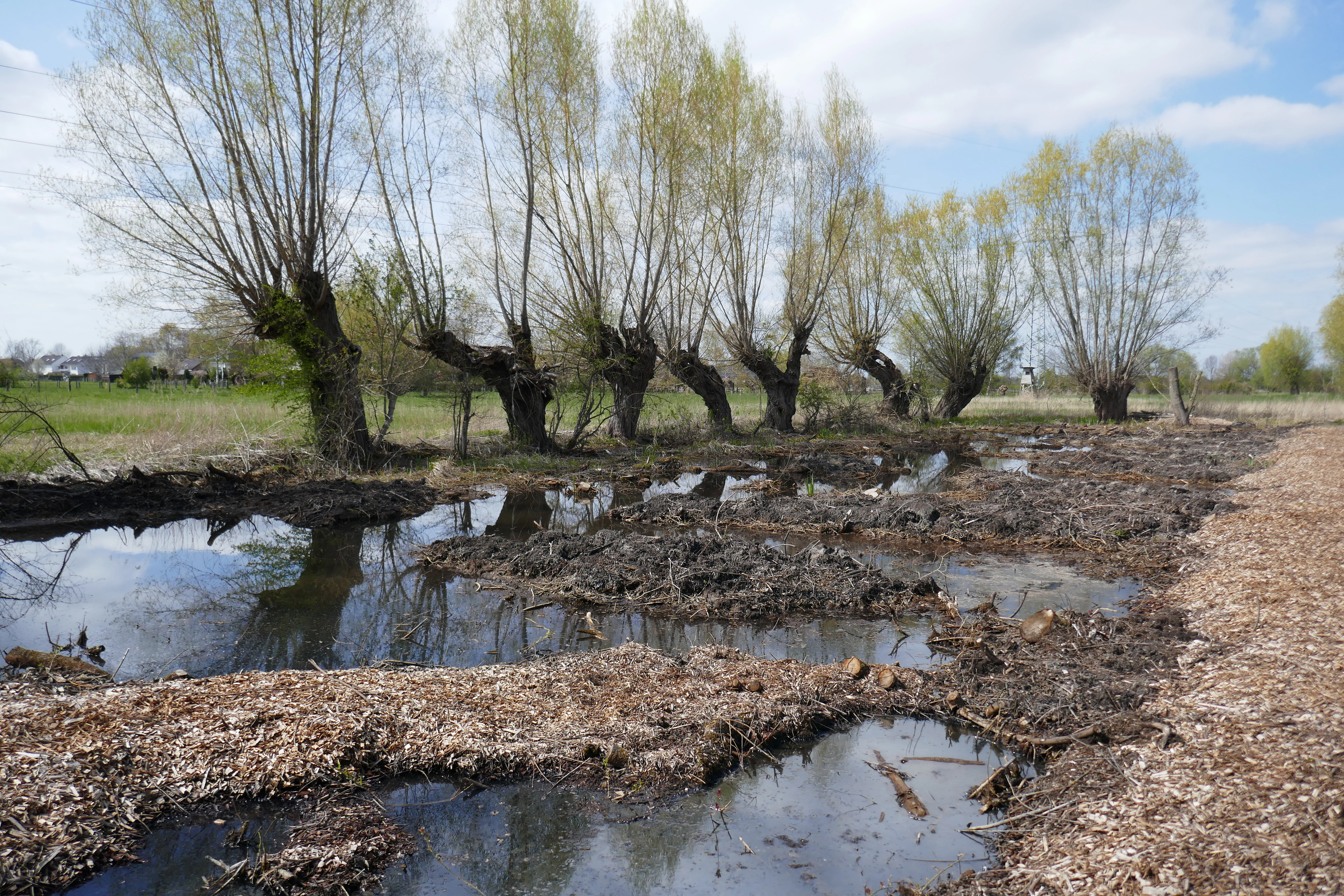 A row of pollard willow trees standing along a muddy wetland area with standing water and wood chips in the foreground.