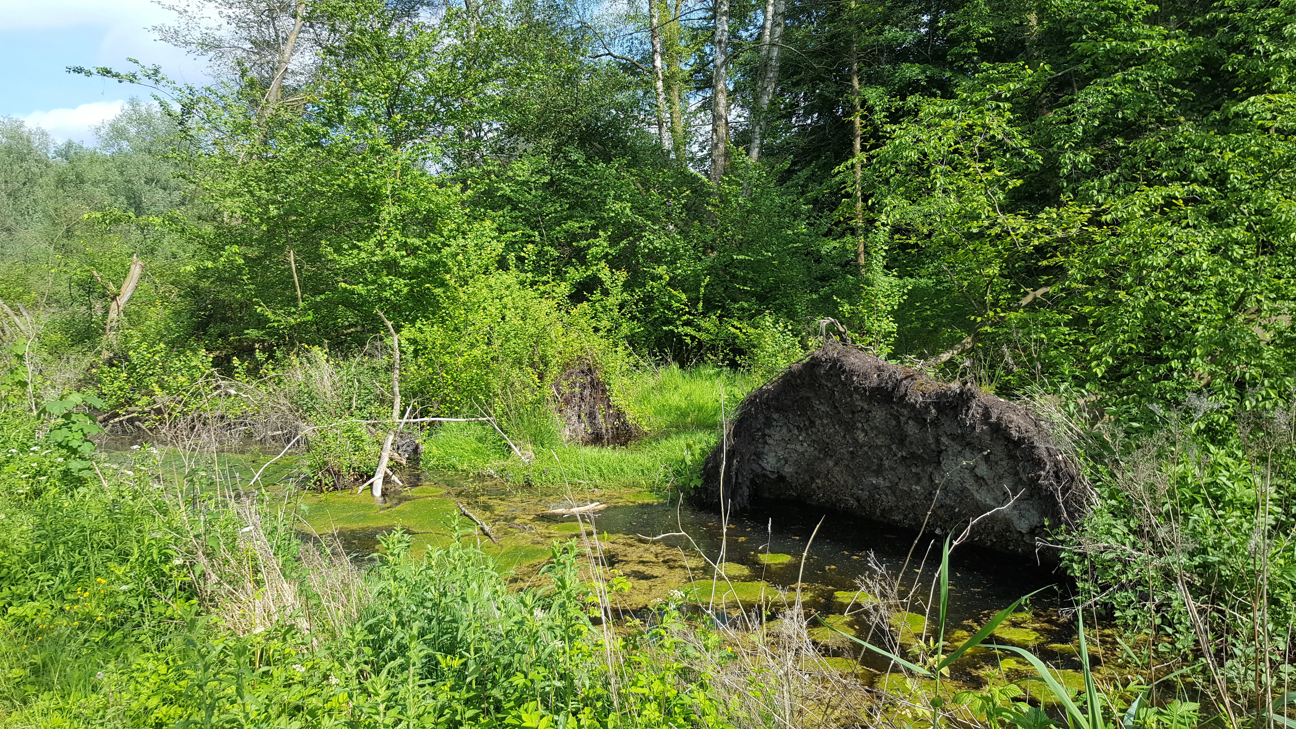 A small pond covered in algae, with a large uprooted tree stump partially submerged in the foreground, surrounded by lush green foliage and trees.