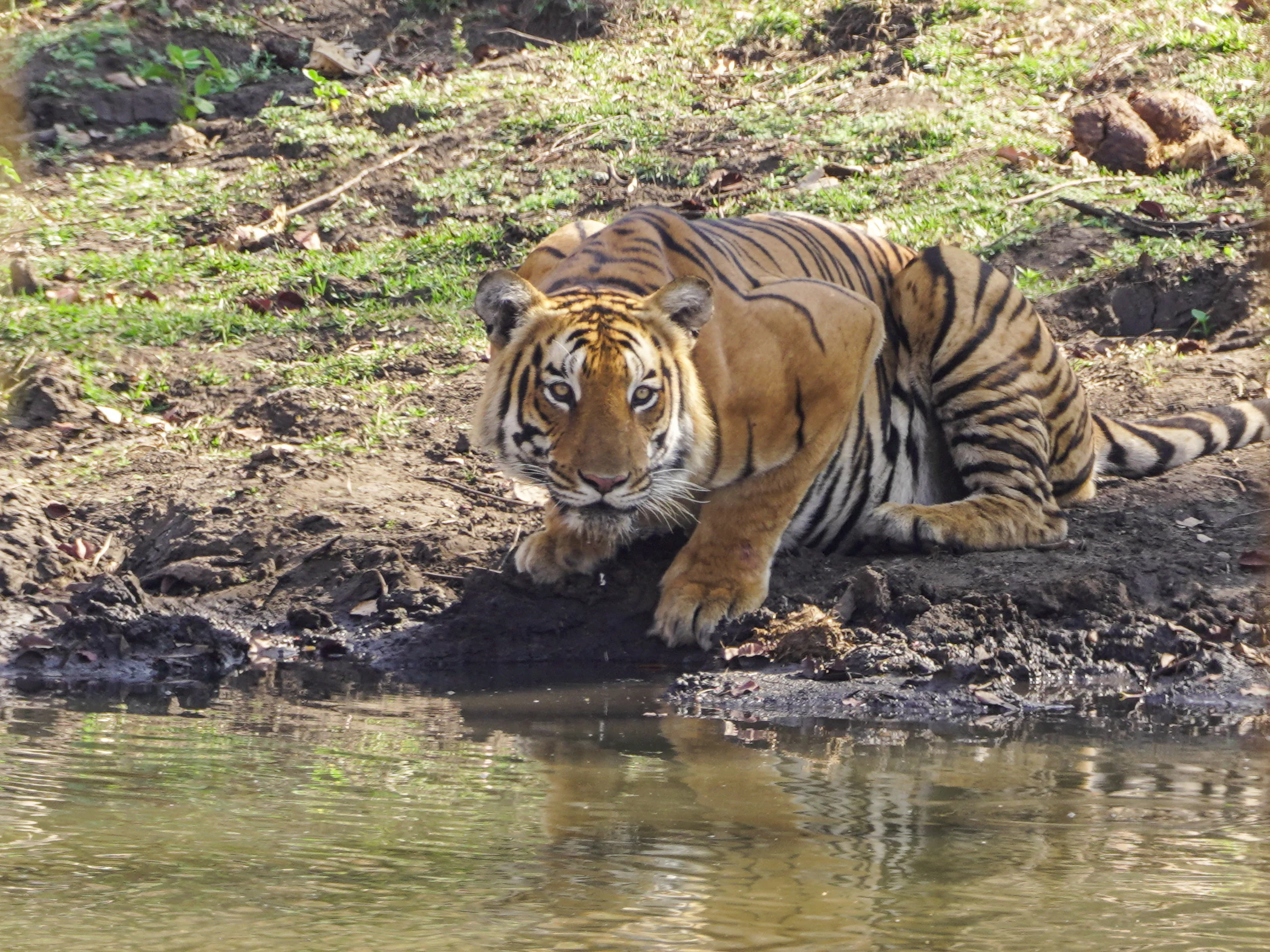 A tiger with orange and black stripes drinking from a body of water