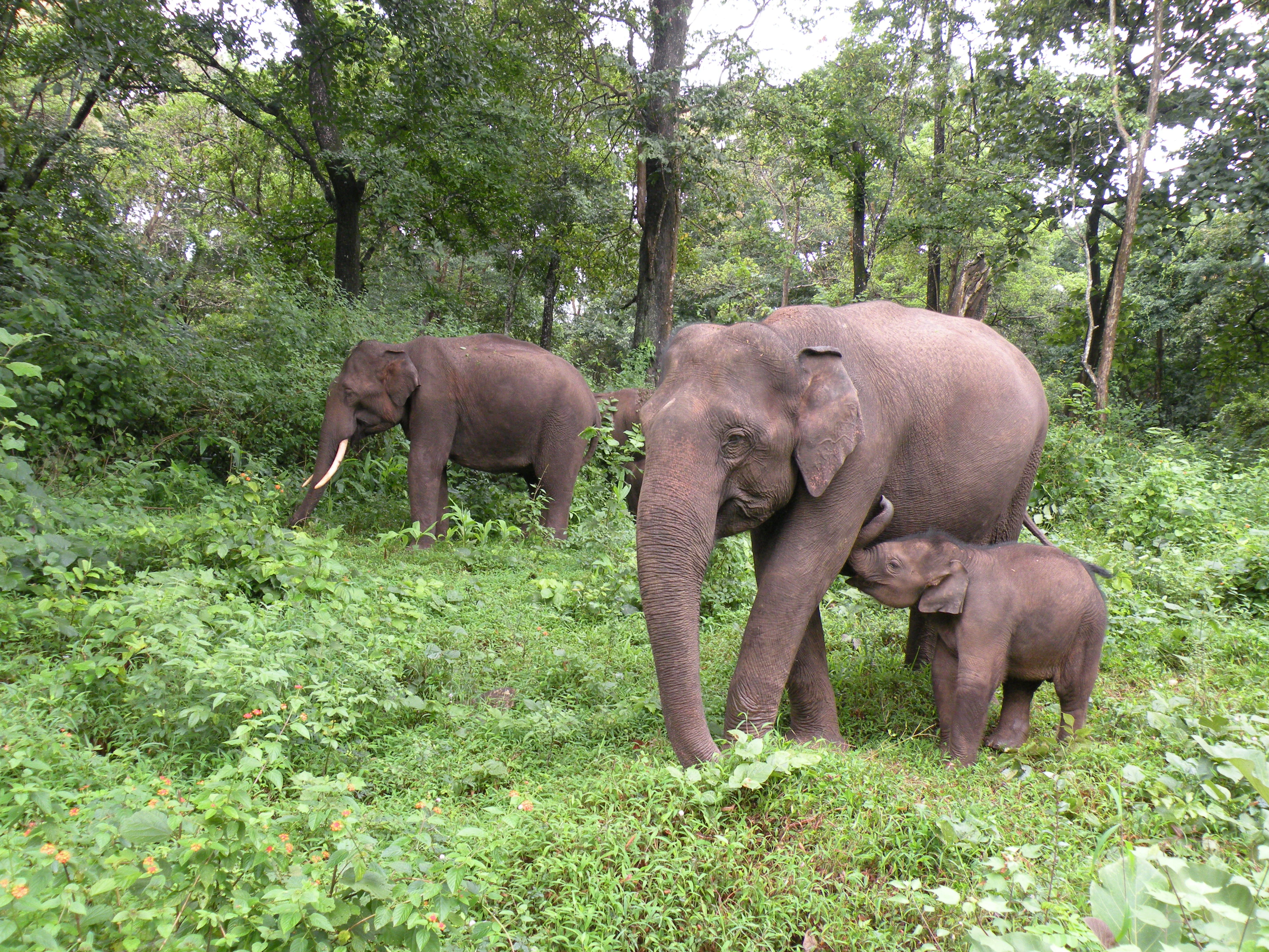 Three elephants, including a calf, standing in a lush green forest with dense vegetation.
