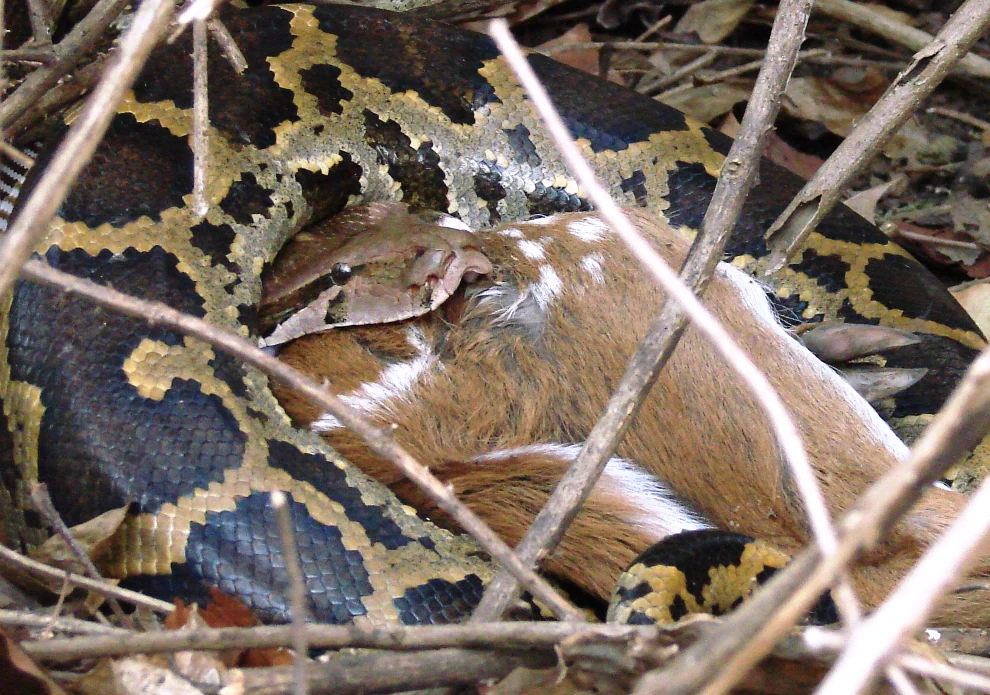 Large snake with black and yellow patterned scales constricting and swallowing a brown animal with white spots among dry branches and foliage