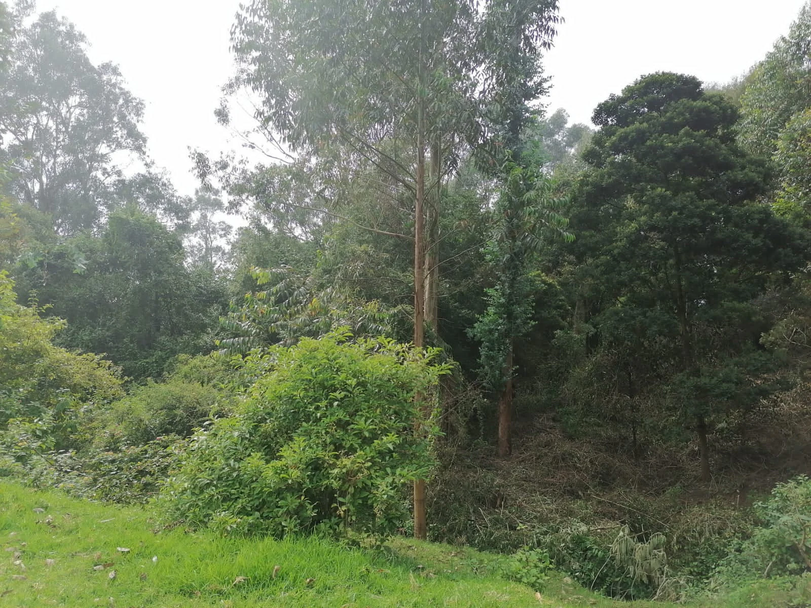 Grassy area in foreground with dense forest of tall trees and vegetation in background