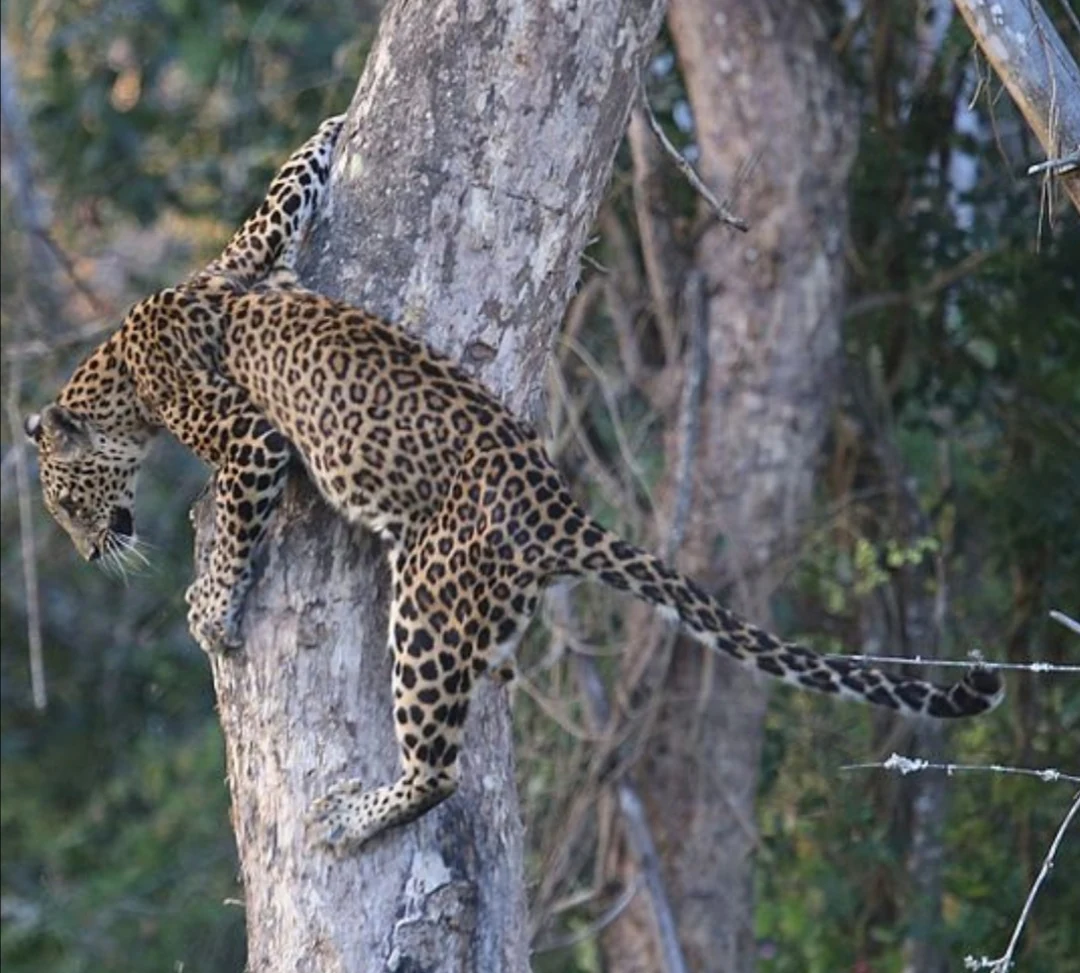 Leopard with spotted coat climbing a tree trunk in a forested area