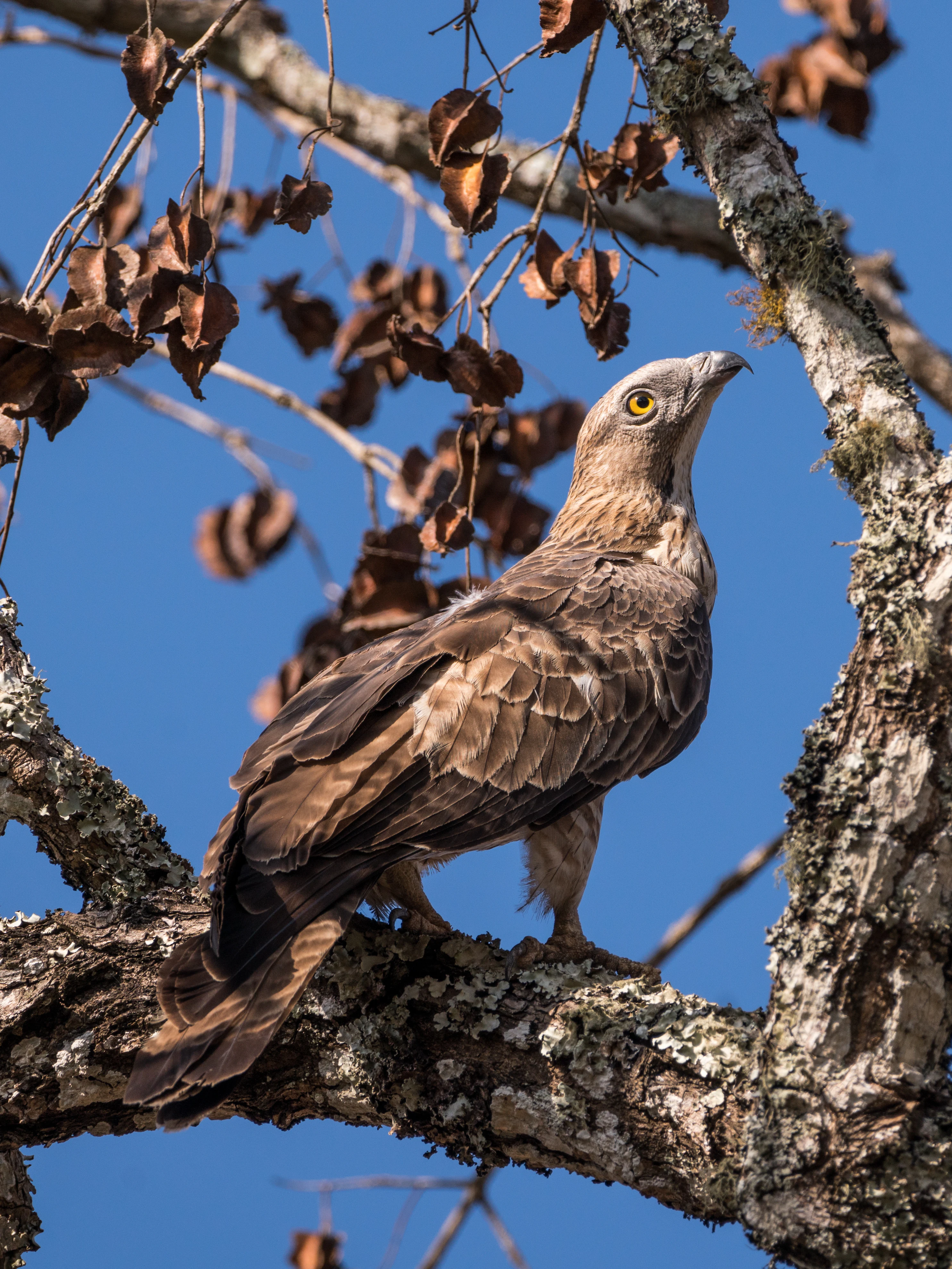Brown and gray bird with yellow eye perched on tree branch against blue sky