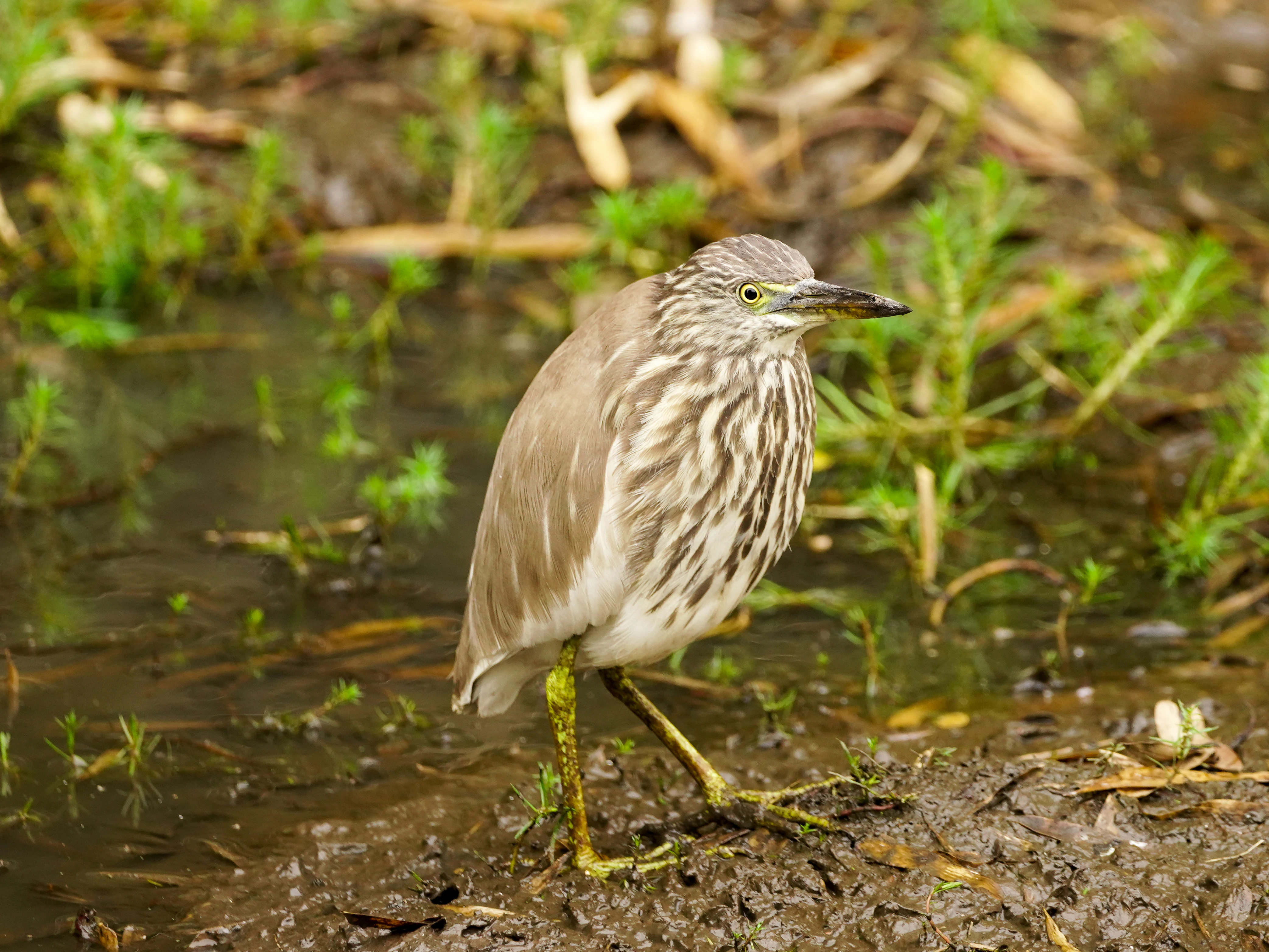 Indian pond heron standing in shallow water with muddy bank and vegetation in background