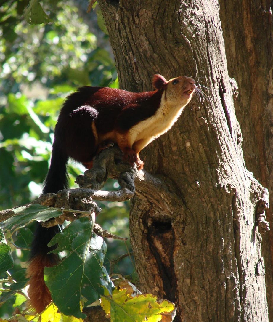 Malabar Giant Squirrel perched on a tree branch with green leaves in the background