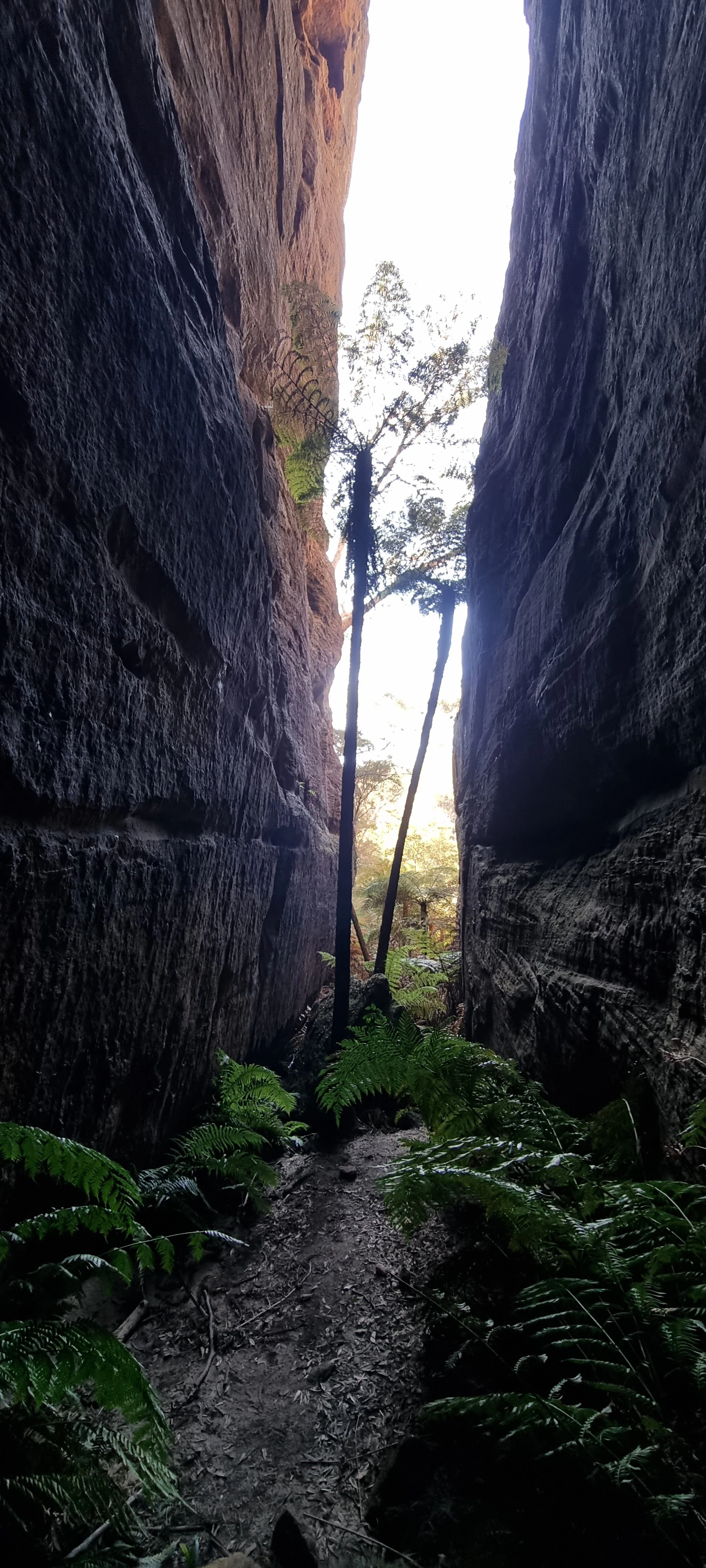 A vertical view looking into a narrow slot canyon with tall, dark sandstone rock walls on either side and lush green ferns growing on the canyon floor.