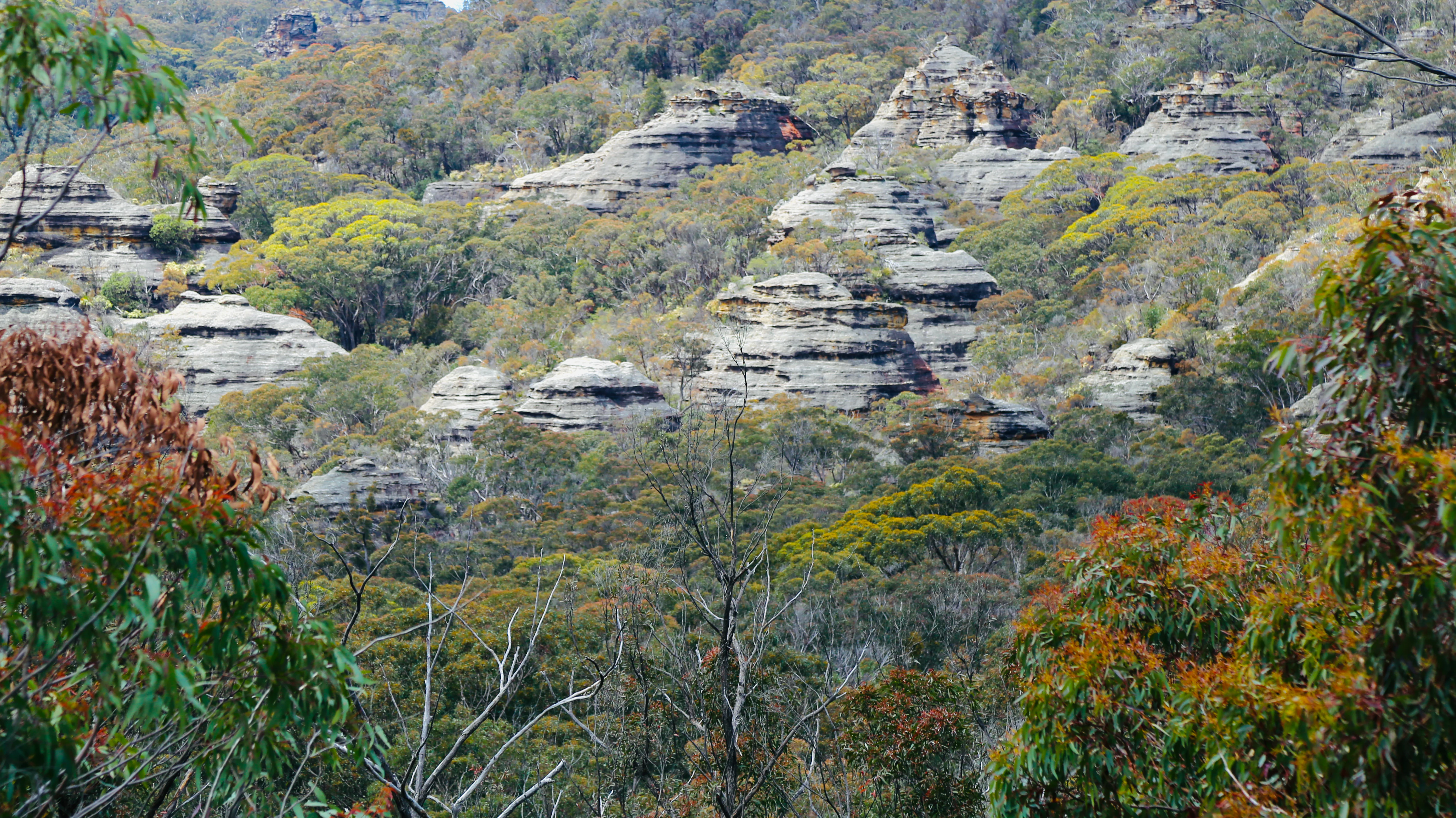 A landscape view of rugged, layered sandstone rock towers, known as pagodas, rising above a dense, green and orange-tinged eucalyptus forest on a hillside.