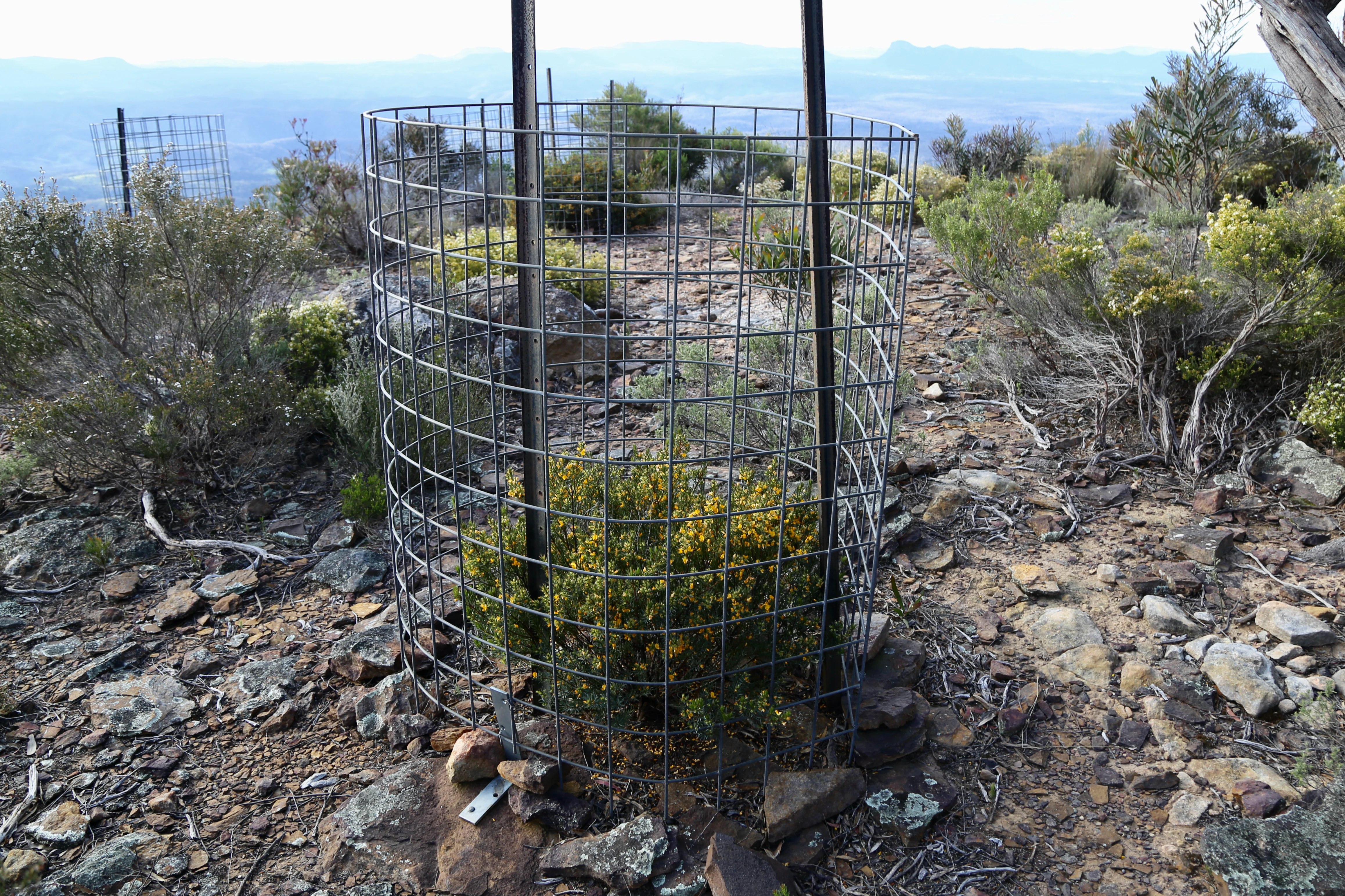 A small green shrub with yellow flowers growing inside a circular wire mesh fence on a rocky mountain slope.