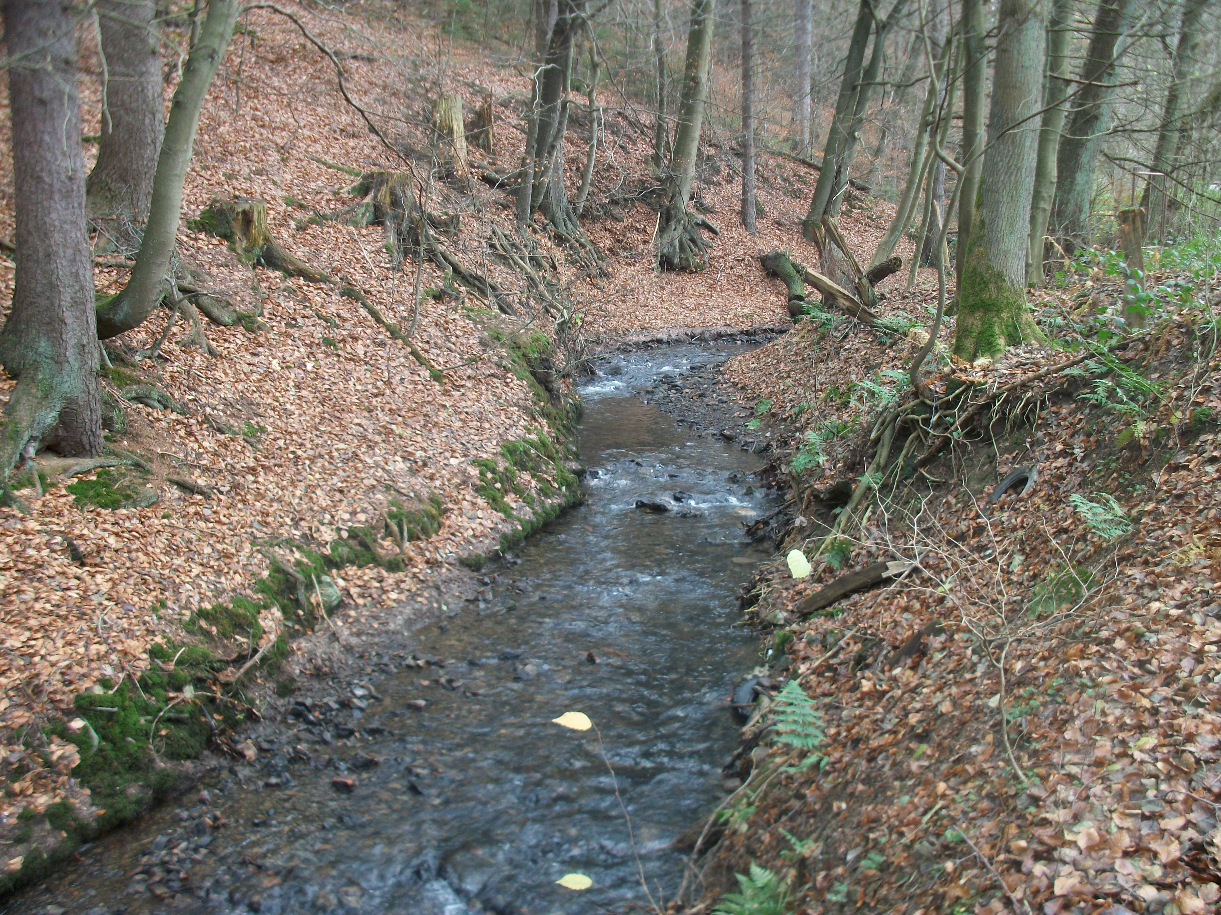 A small narrow stream flows through a deciduous forest with leaf-covered banks and exposed tree roots.