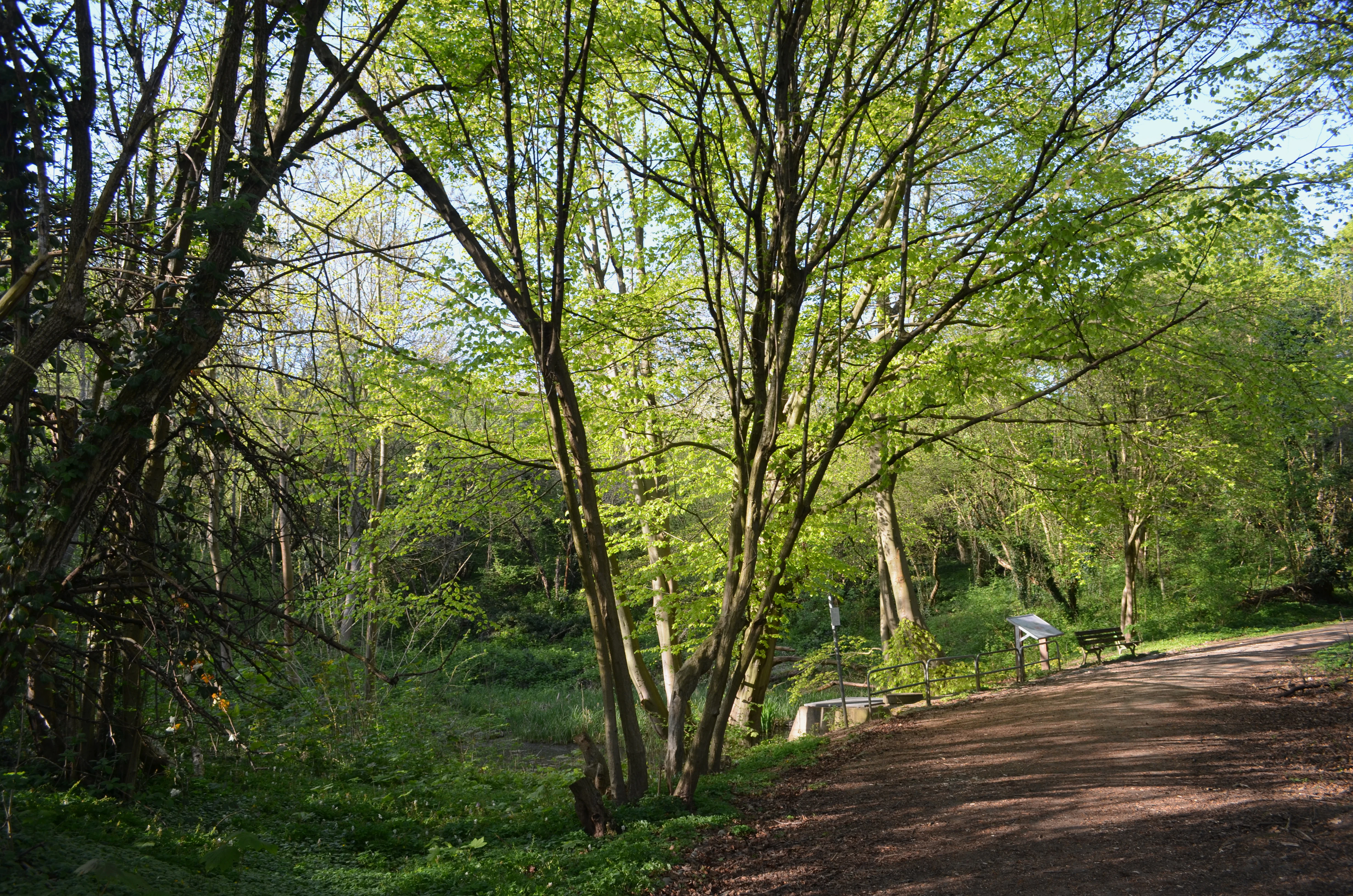 A dirt path winds through a bright green, leafy deciduous forest in spring, with a small information sign visible near the trees.