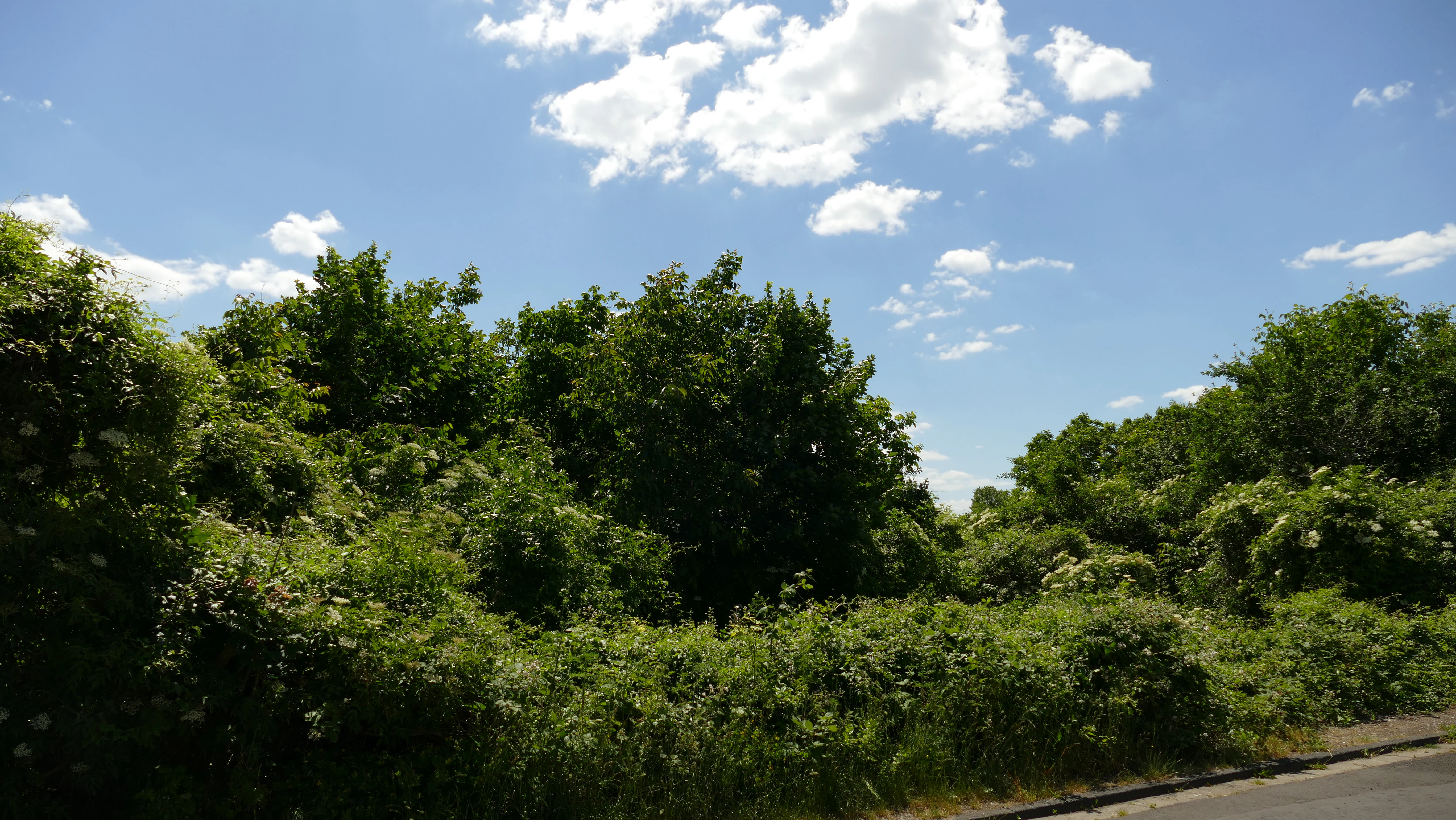 A view of dense green trees and shrubs under a bright blue sky with white clouds in the Mühlbachtal nature reserve.